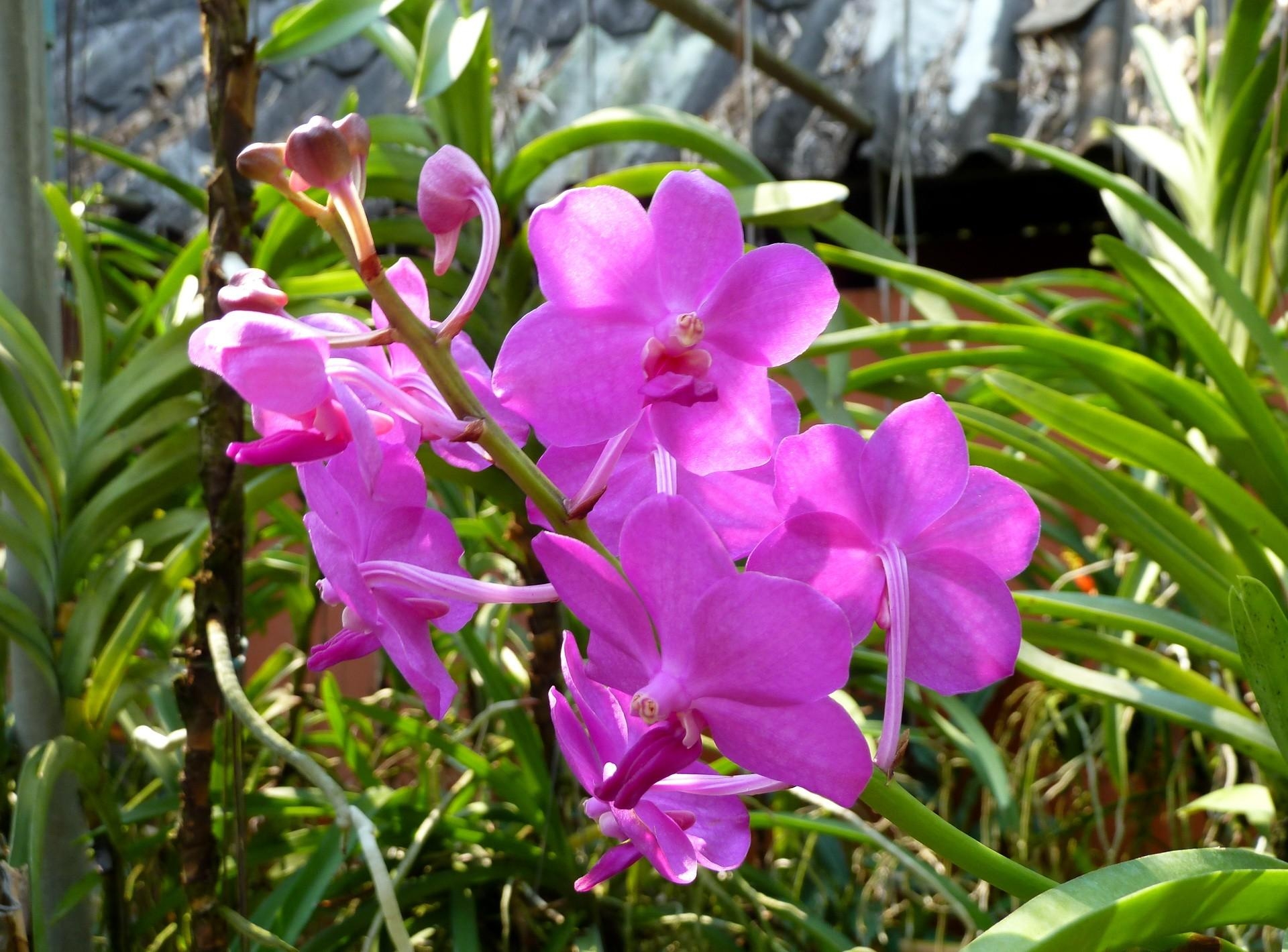 HD photos orchids, sunny, stems, bright