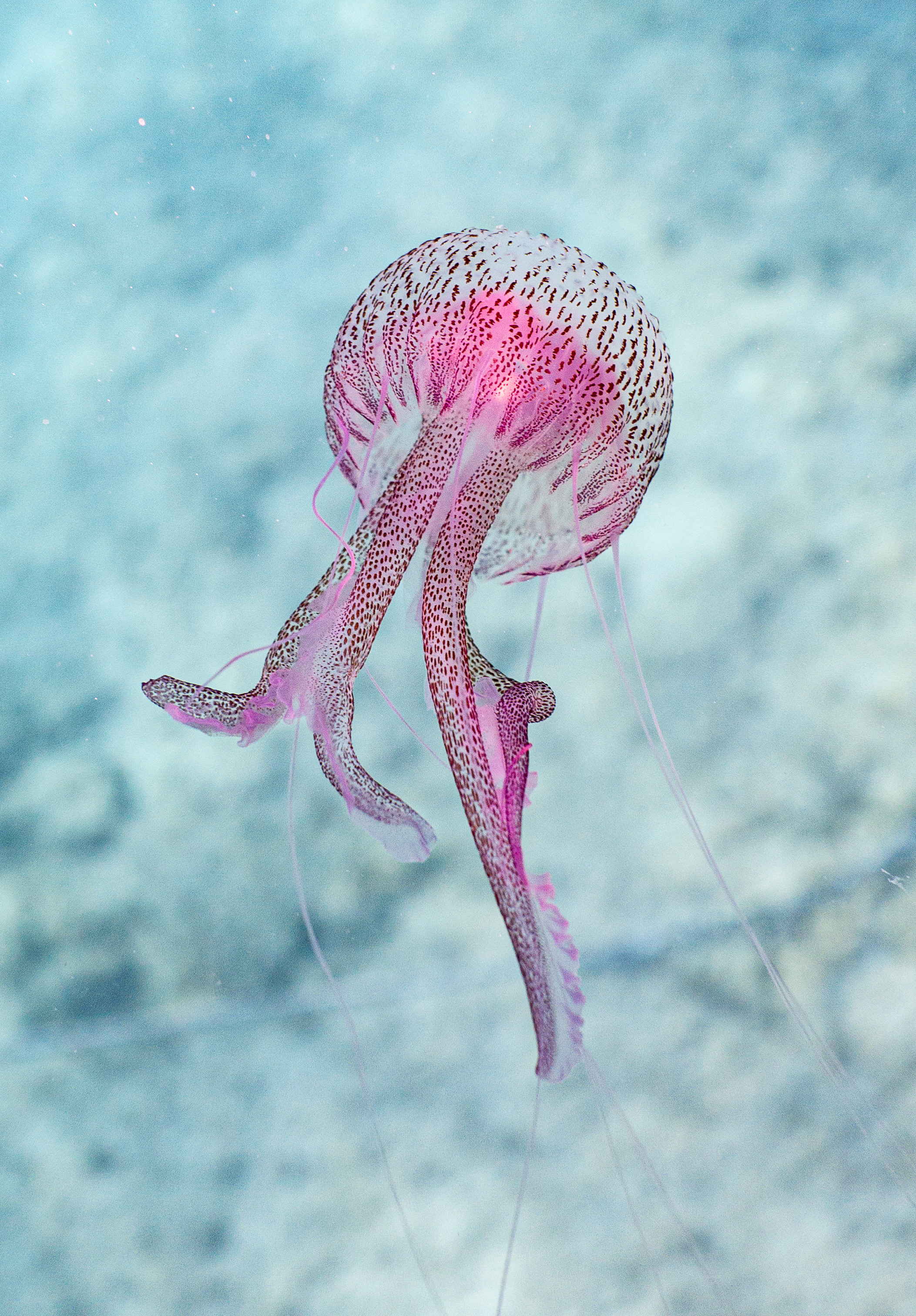 jellyfish, it's beautiful, tentacle, water Vertical Wallpapers