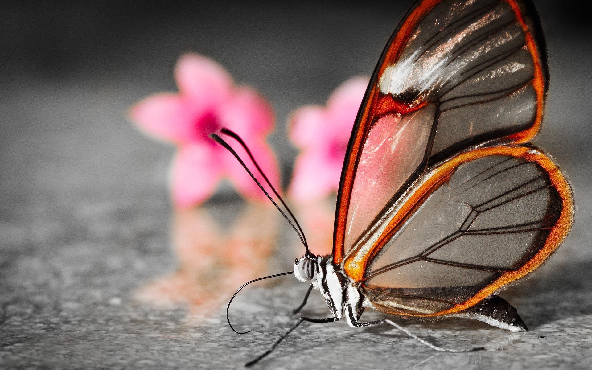 Cool Backgrounds macro, flower, butterfly, patterns Wings