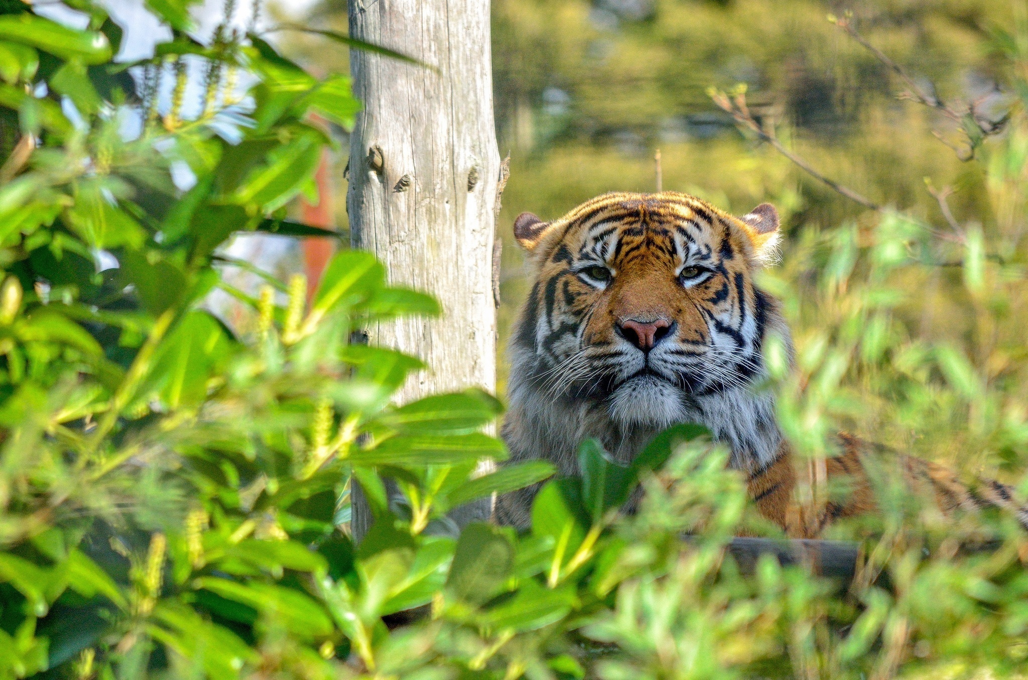Cool HD Wallpaper tiger, wildcat, predator, animals