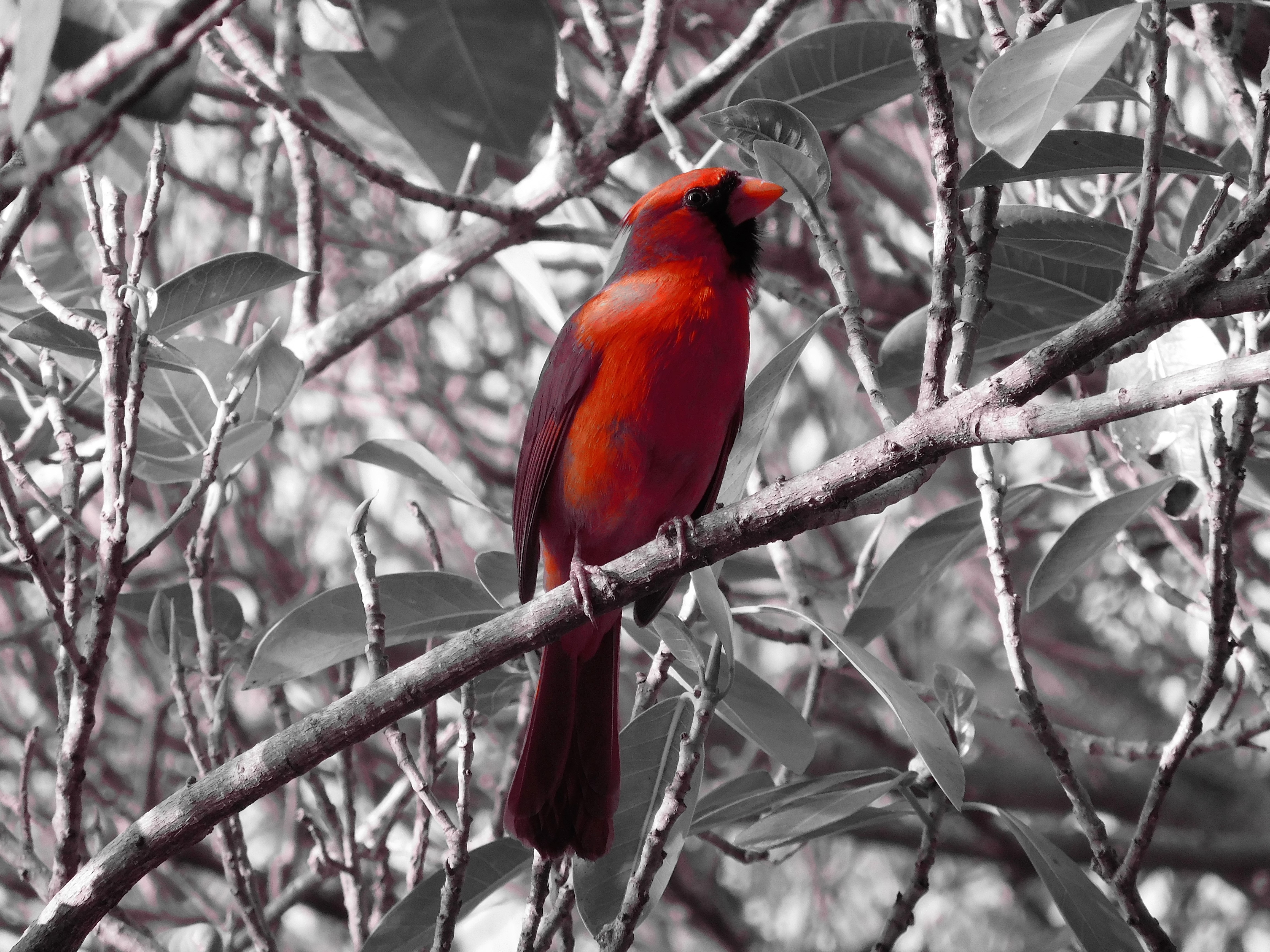 branch, bird, animals, red cardinal Windows Mobile Wallpaper