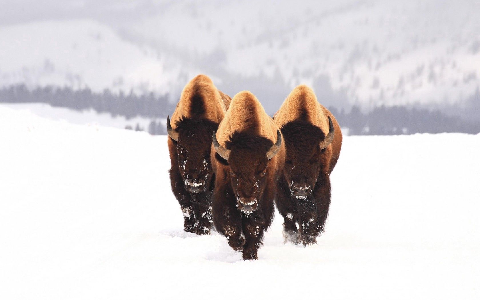 111601 Hintergrundbild herunterladen schnee, tiere, winter, drei, bison, auerochse - Bildschirmschoner und Bilder kostenlos