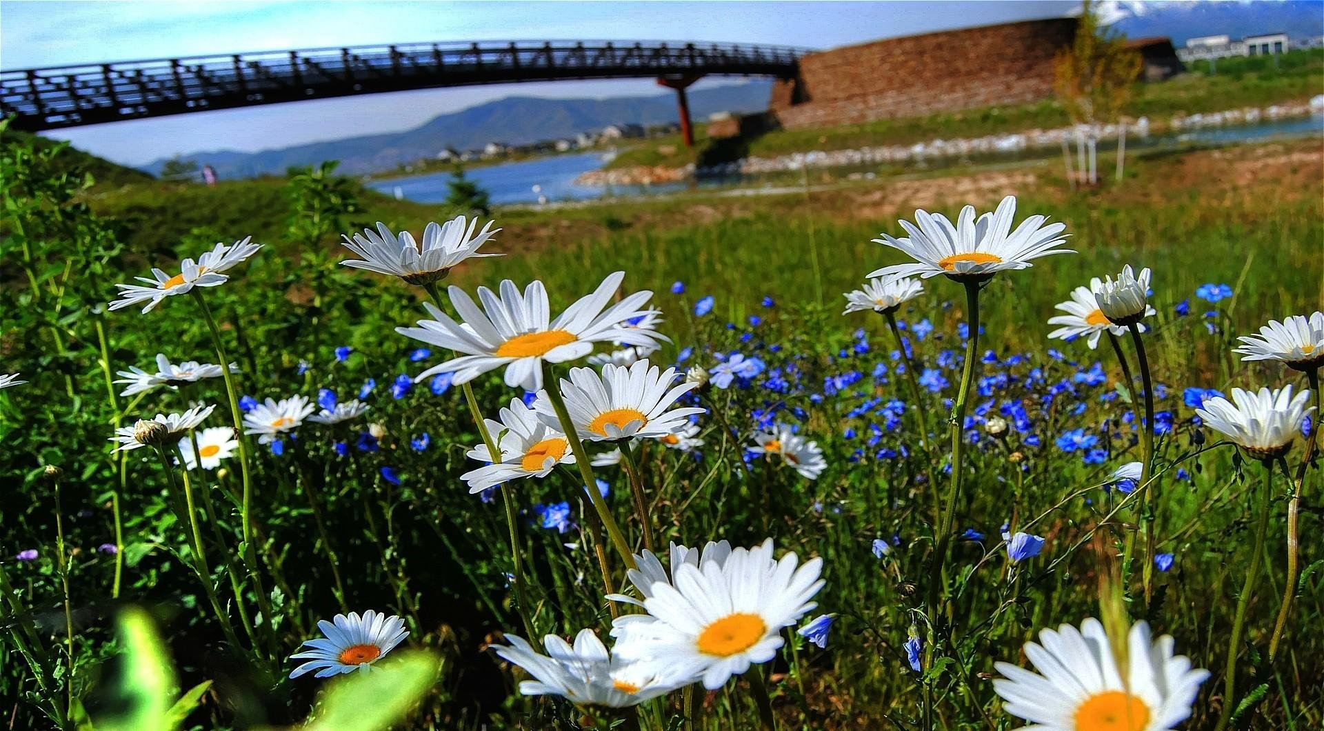 Laden Sie das Flüsse, Blumen, Kamille, Brücke, Polyana, Glade-Bild kostenlos auf Ihren PC-Desktop herunter
