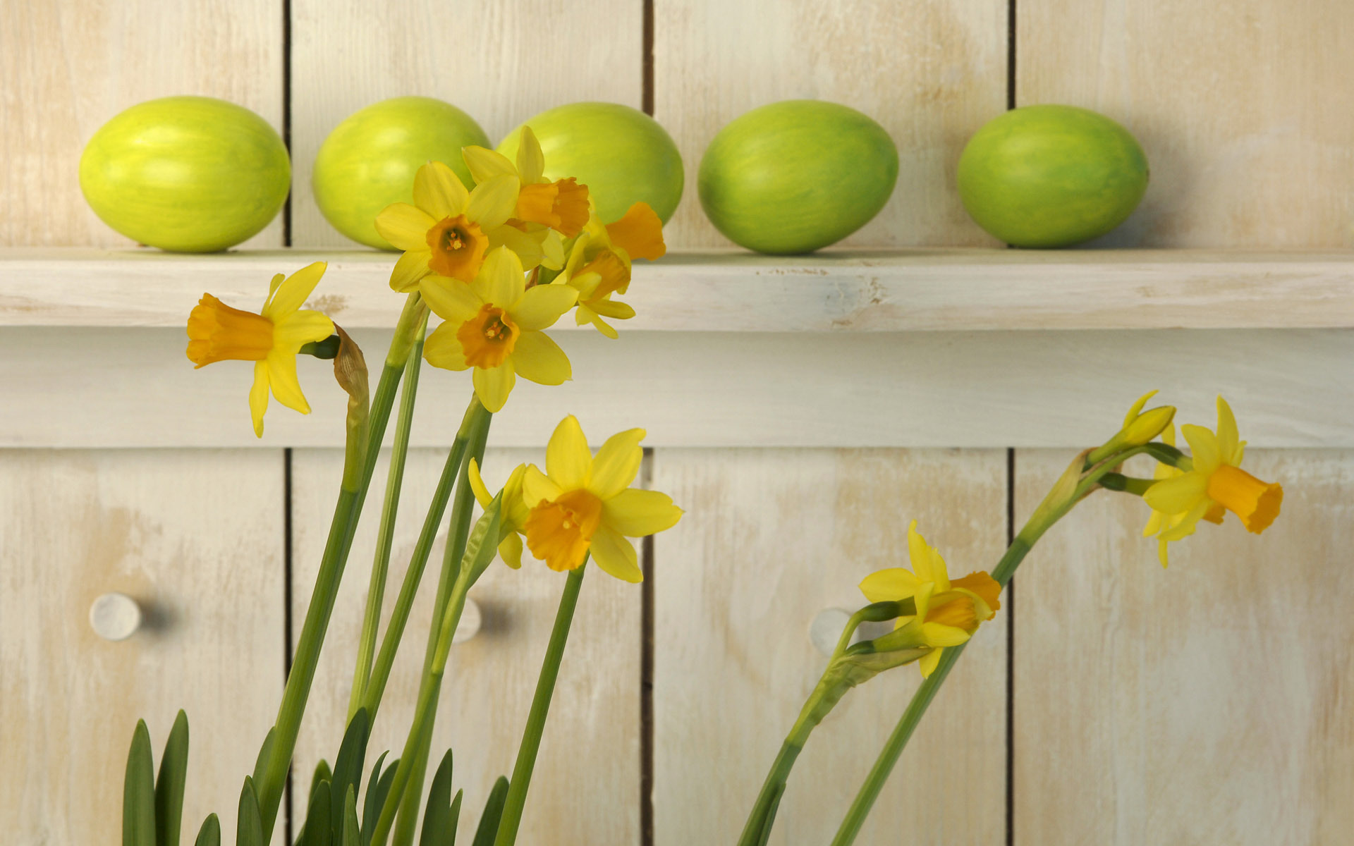 Handy-Wallpaper Pflanzen, Blumen, Narzissen kostenlos herunterladen.