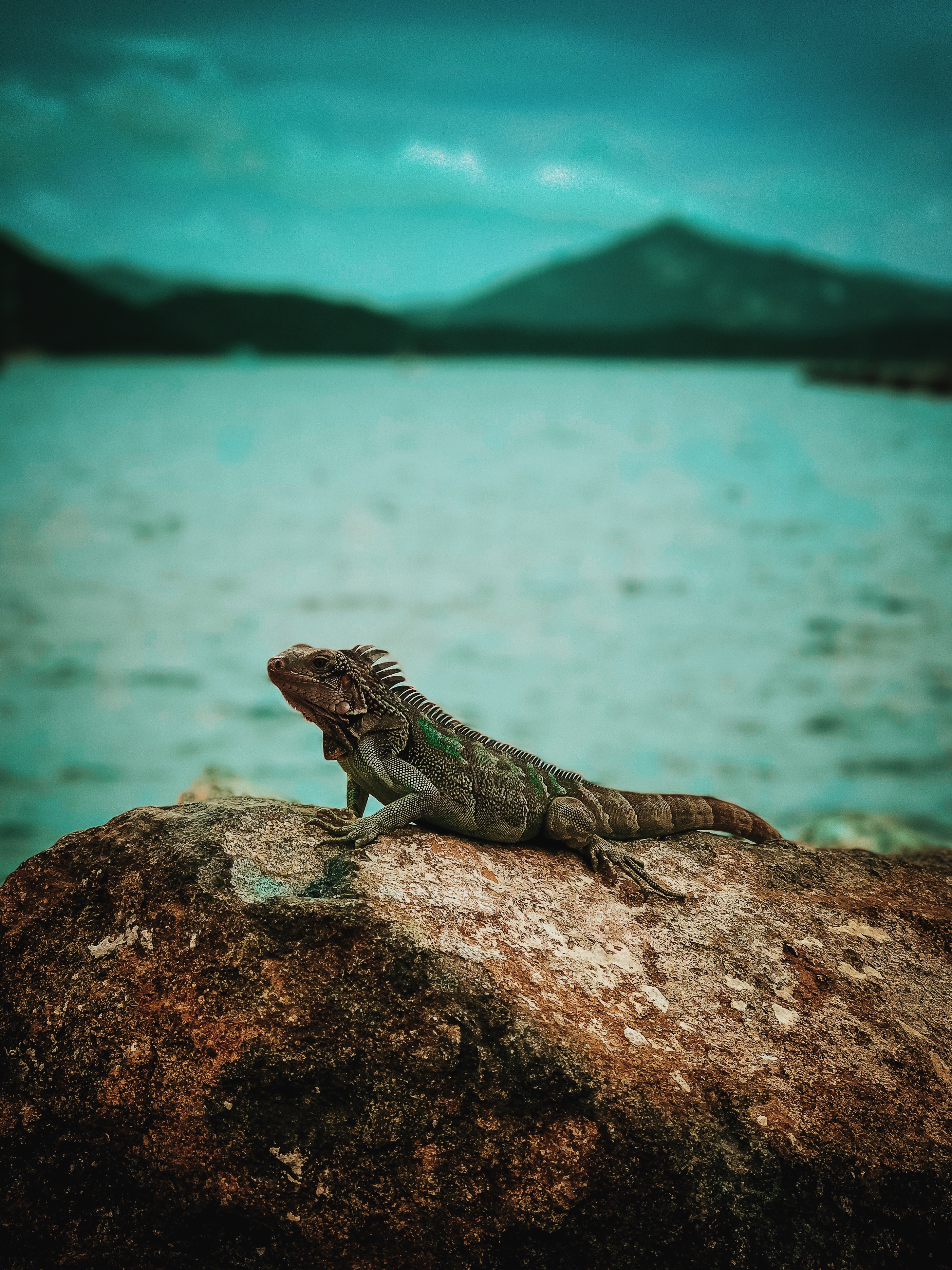 animals, rock, stone, reptile, iguana lock screen backgrounds