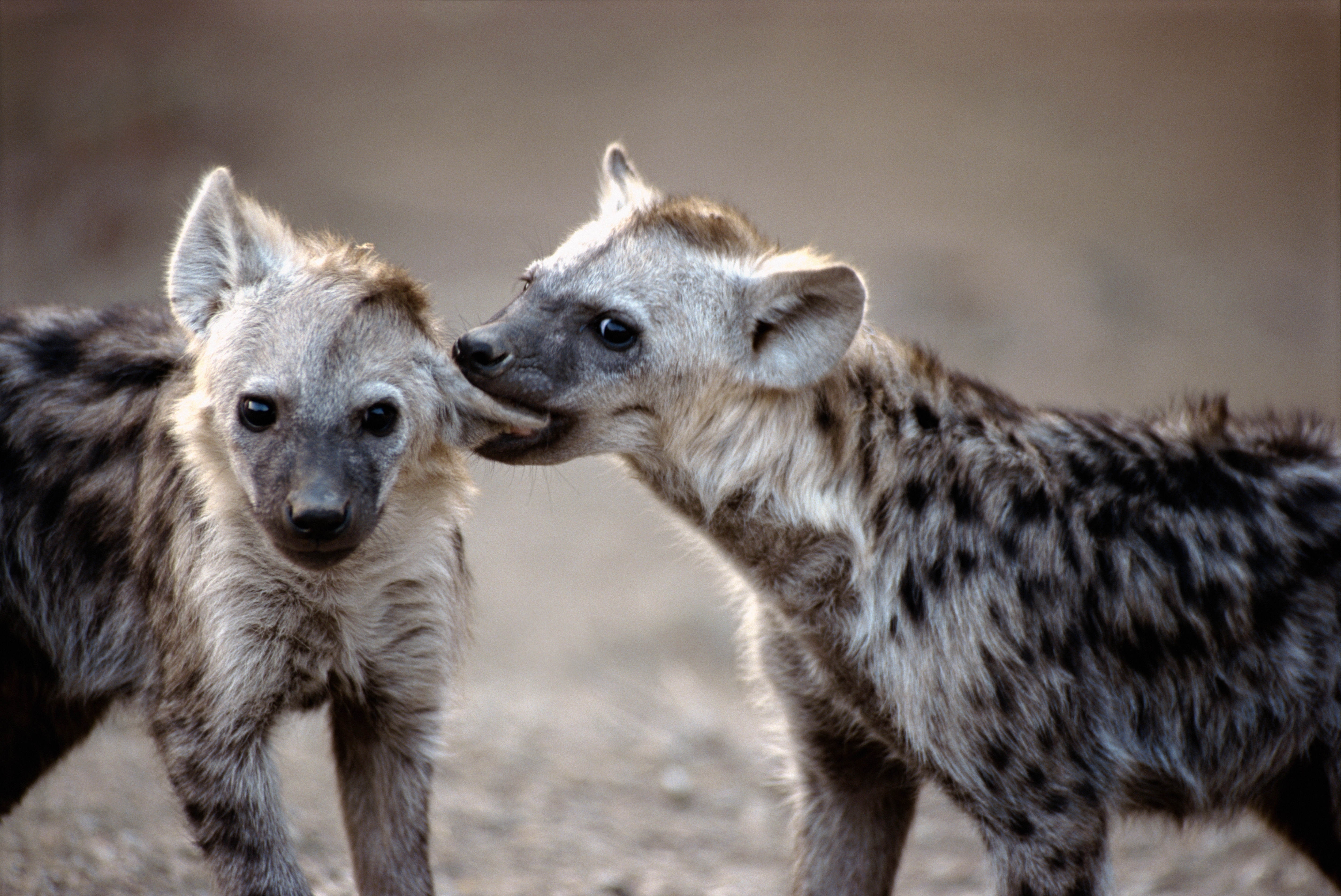 hyenas, animals, couple, pair Cell Phone Image