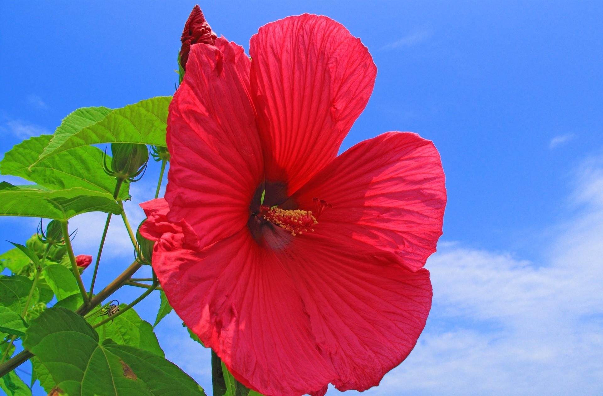 101082 download wallpaper bright, flowers, sky, clouds, red, hibiscus, sunny screensavers and pictures for free