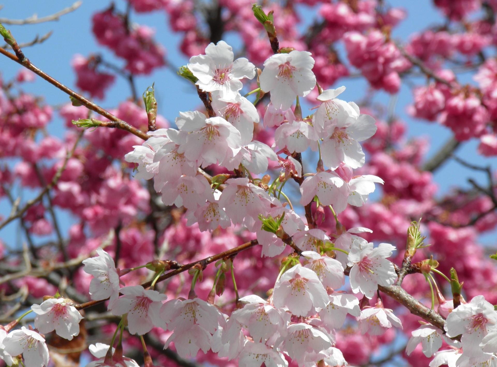 Laden Sie das Frühling, Blumen, Nahaufnahme, Geäst, Zweige, Blühen, Blühenden, Nahansicht, Niere, Nieren-Bild kostenlos auf Ihren PC-Desktop herunter
