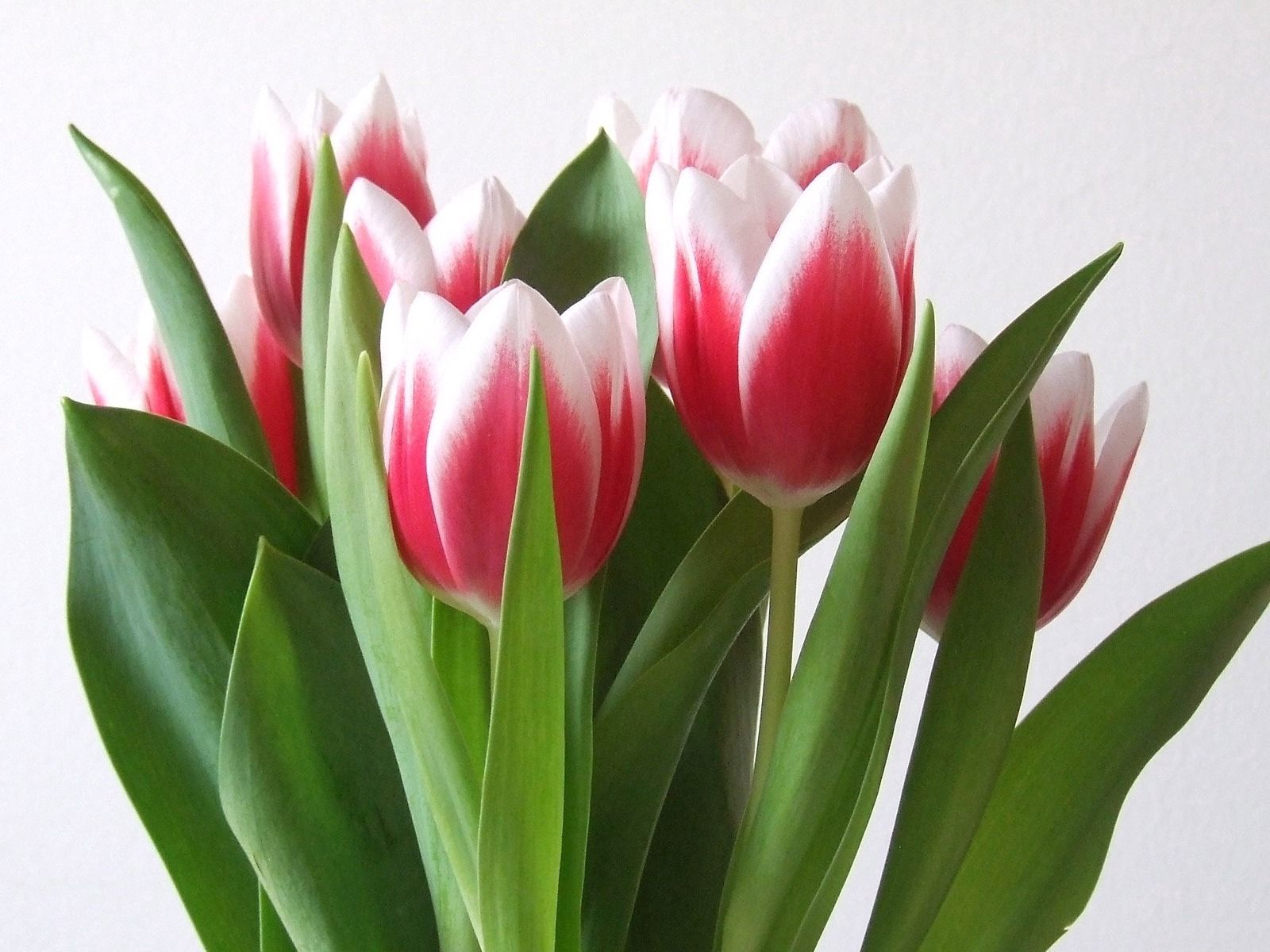tulips, flowers, bouquet, spring, variegated, mottled Phone Background