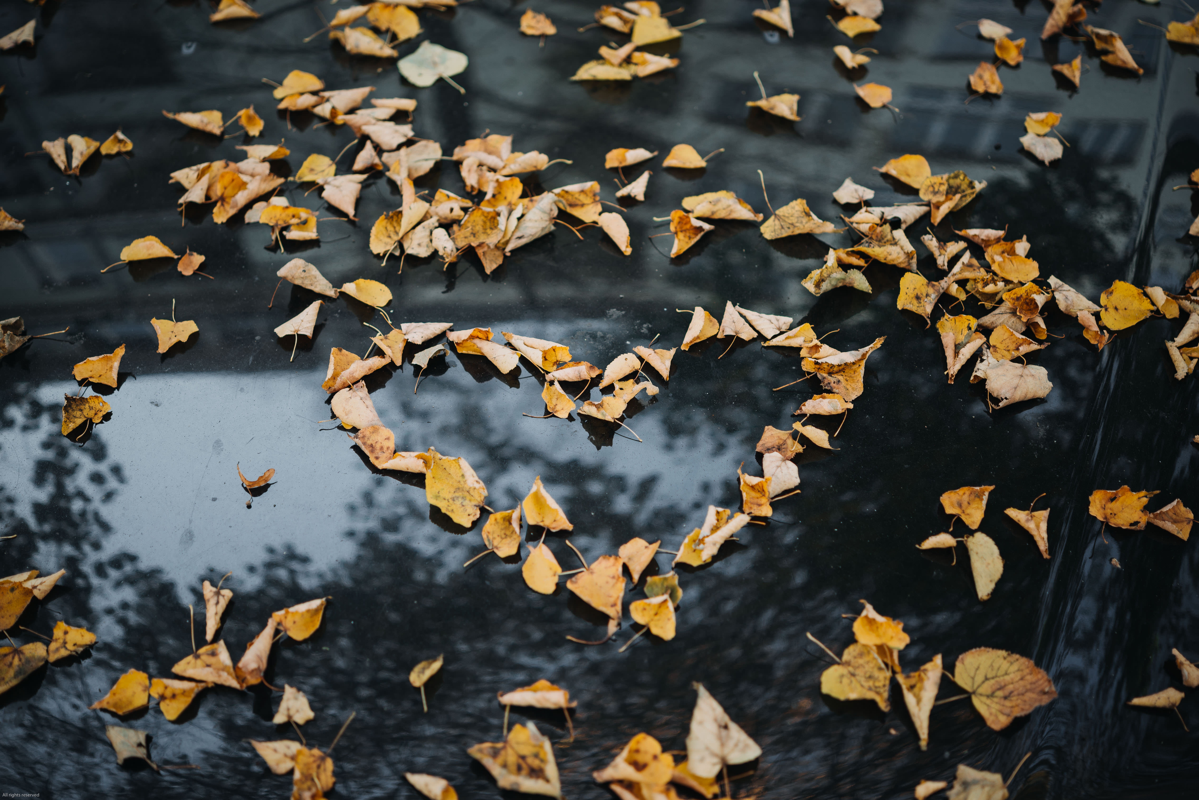 Phone Wallpaper fallen, nature, autumn, heart