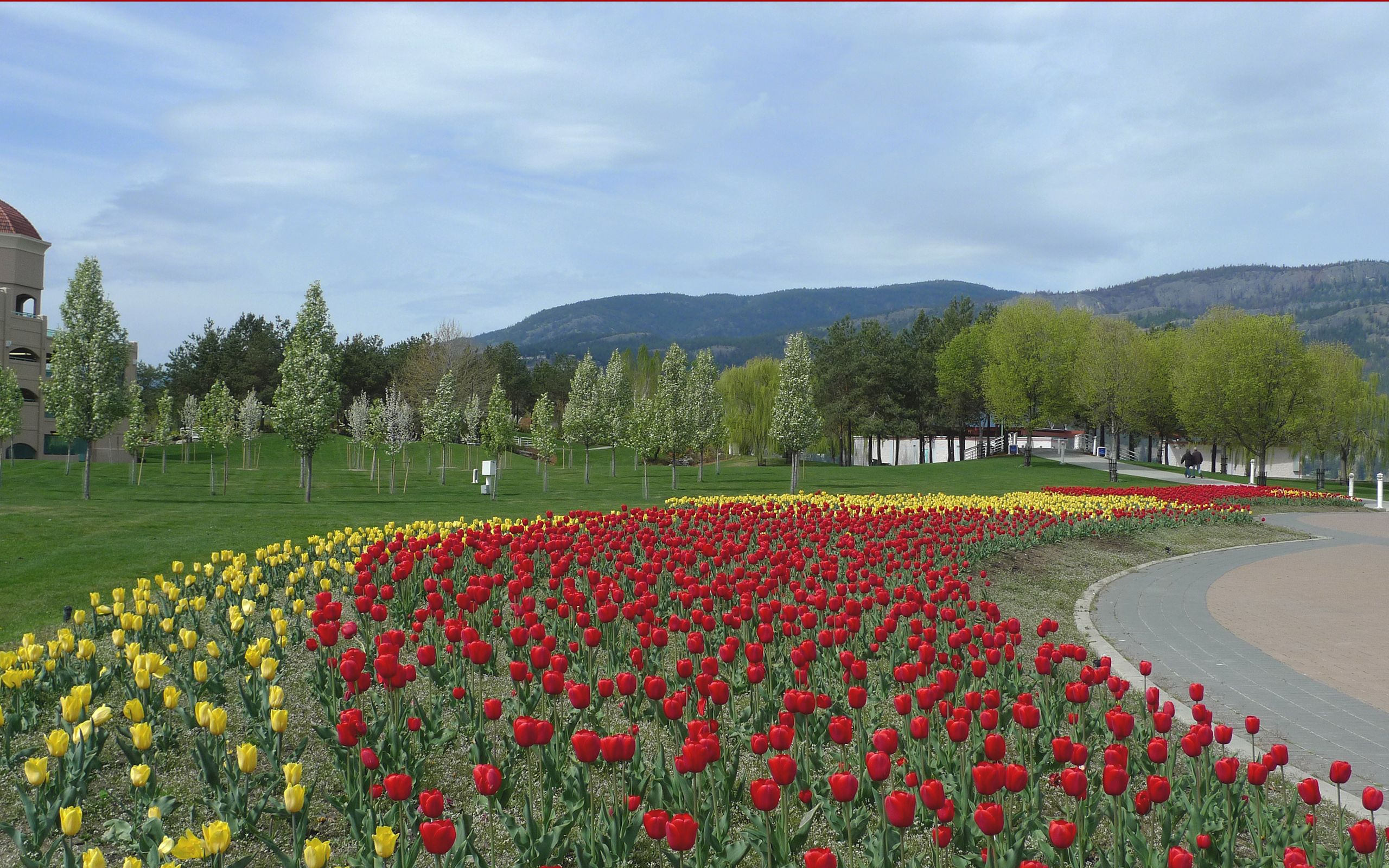 101039 télécharger le fond d'écran tulipes, parterre de fleurs, nature, fleurs, parterre - économiseurs d'écran et images gratuitement
