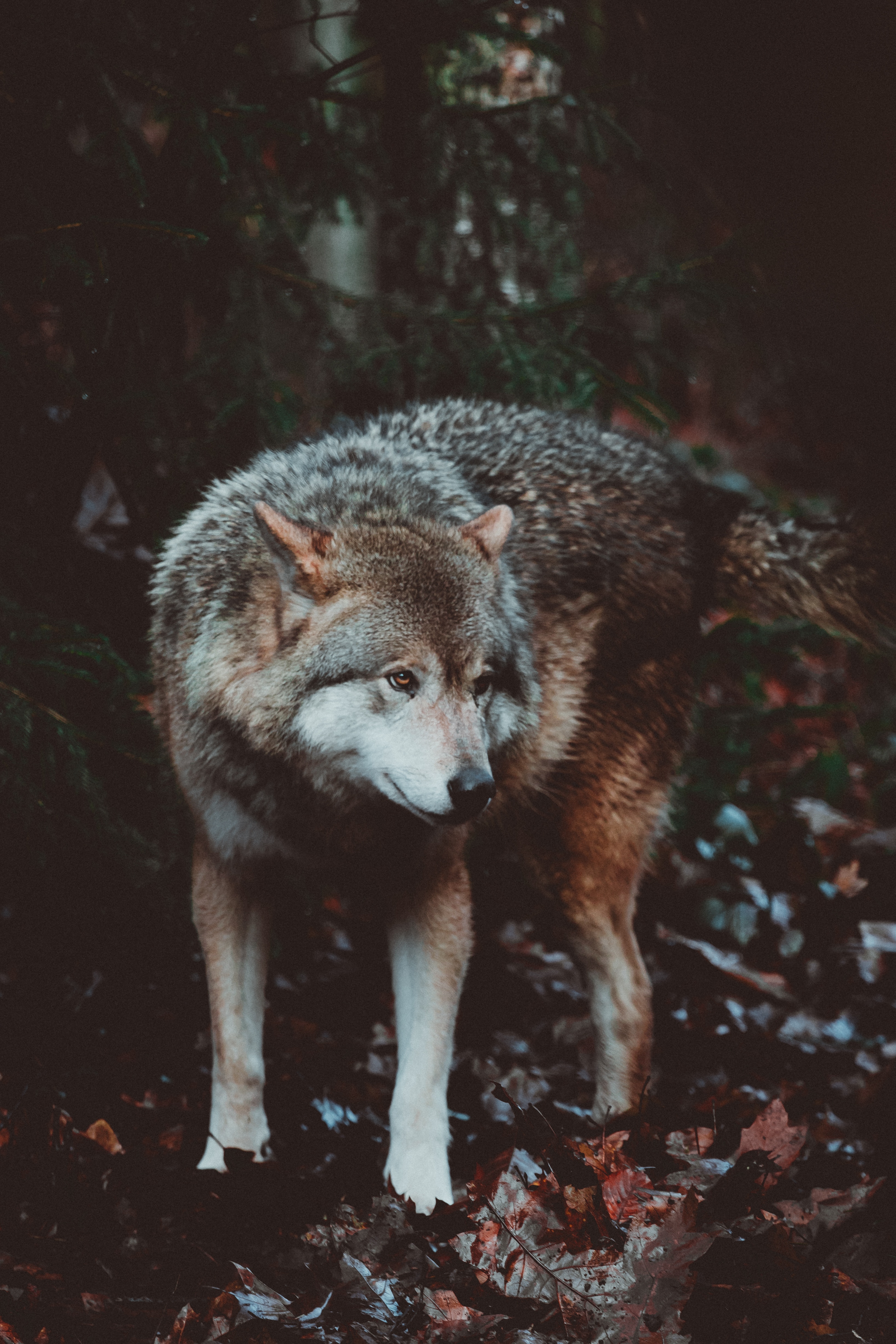 95890 descargar fondo de pantalla lobo, animales, perro, depredador: protectores de pantalla e imágenes gratis