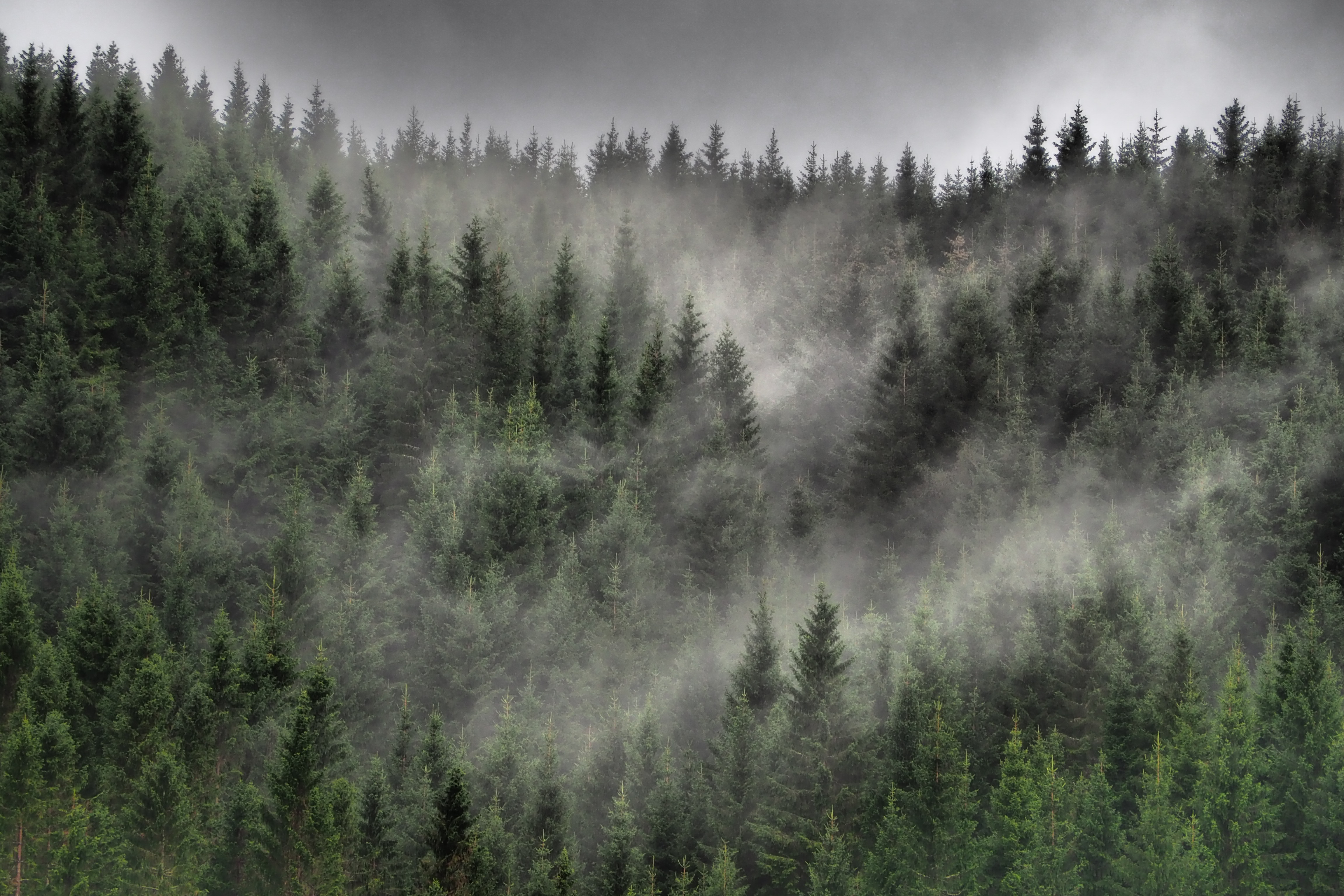 149323 скачать обои облака, туман, лес, природа, деревья, хвойный, ели - заставки и картинки бесплатно