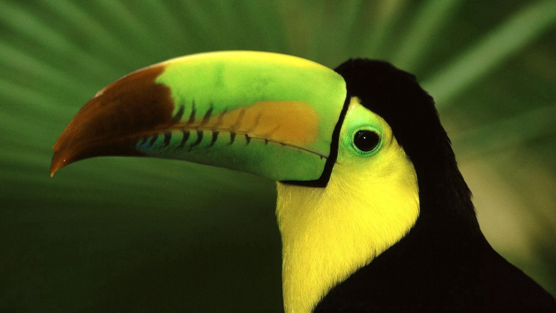 120152 Bild herunterladen tukan, farbe, tiere, vogel, schnabel, exotisch - Hintergrundbilder und Bildschirmschoner kostenlos