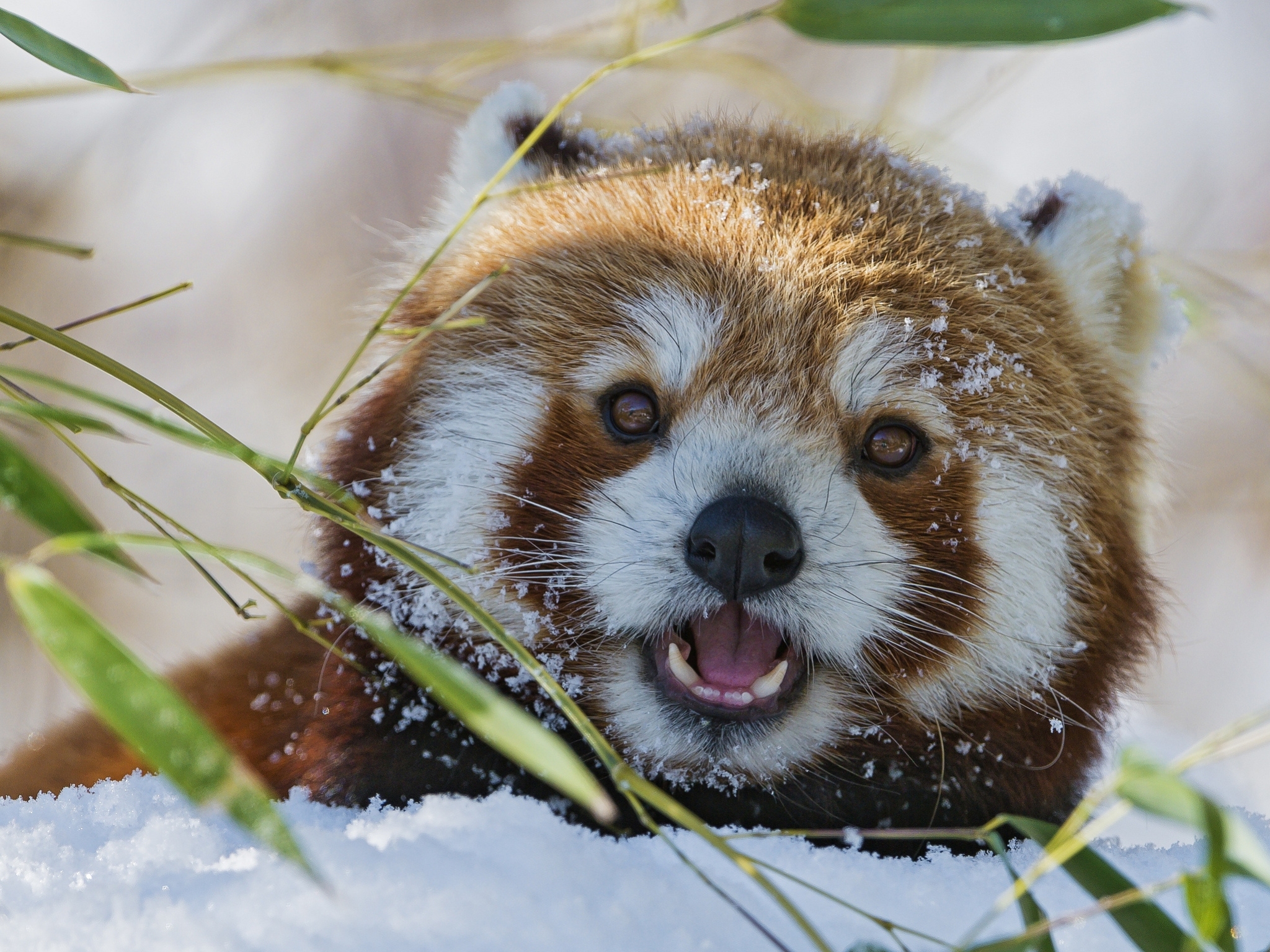55373 Bildschirmschoner und Hintergrundbilder Roter Panda auf Ihrem Telefon. Laden Sie tiere, grass, schnauze, roter panda, kleiner panda Bilder kostenlos herunter