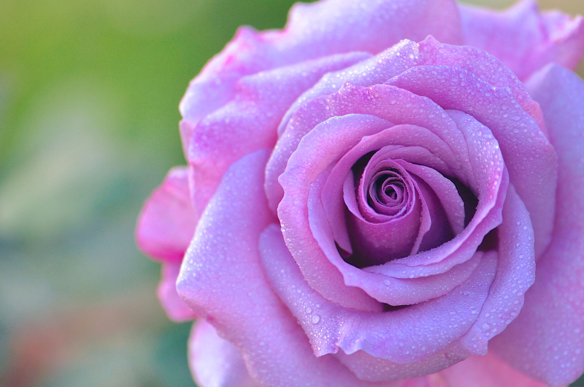 Phone Background Full HD rose, rose flower, macro, petals
