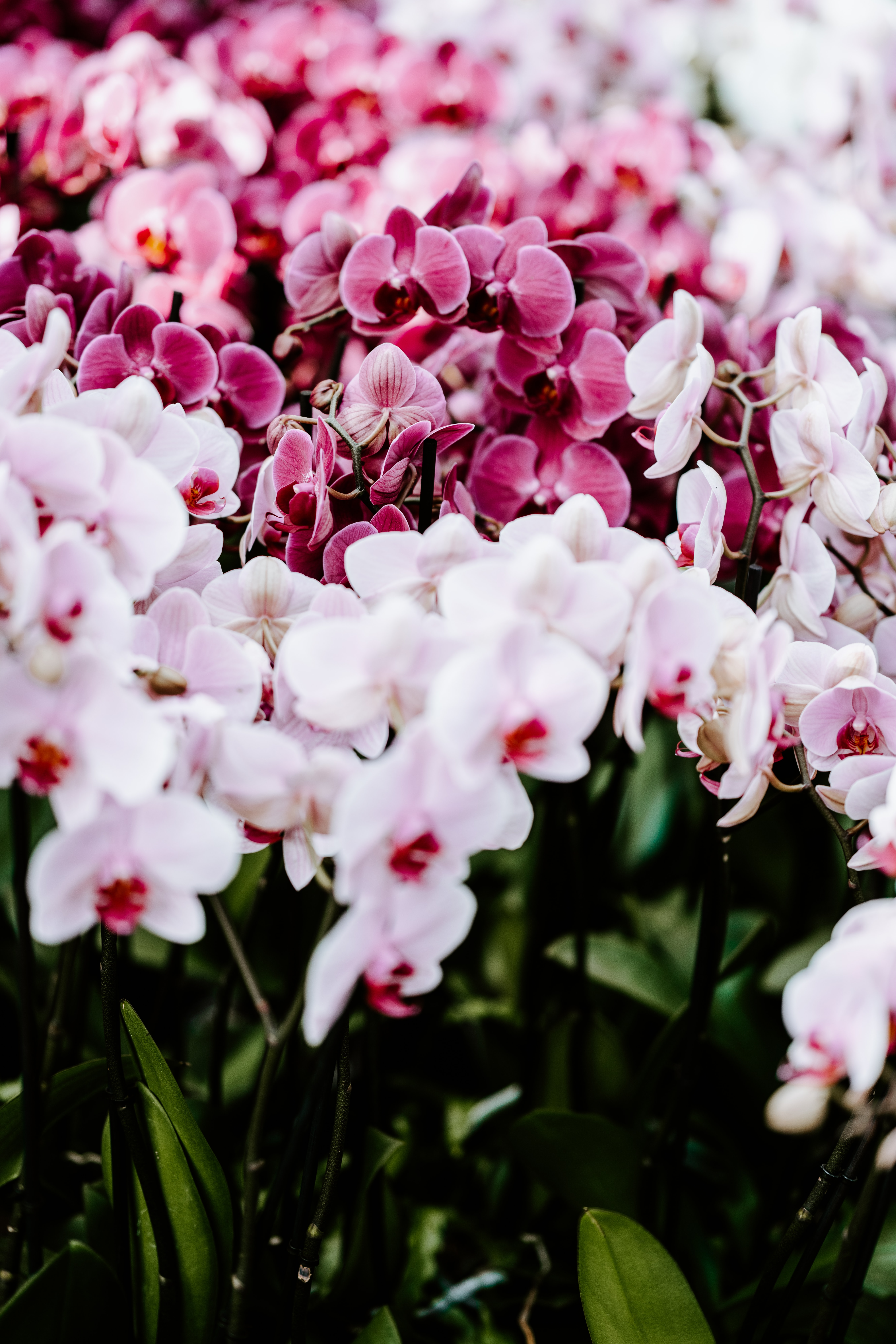 orchids, tender, flowers, spring 32K