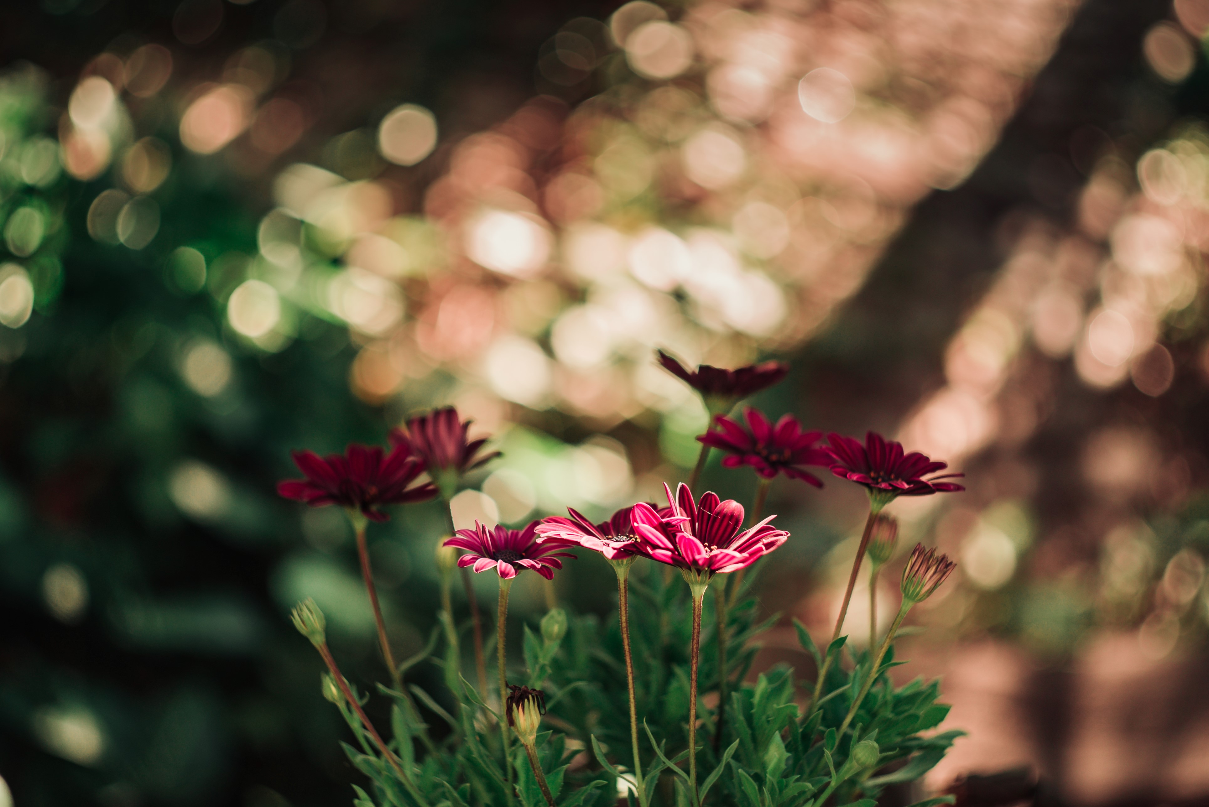 bokeh, flowers, red, blur, smooth, close-up, boquet Full HD