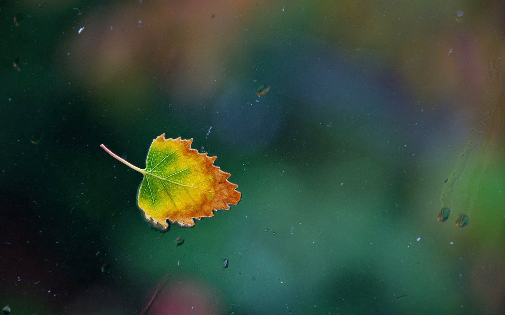 UHD wallpaper glass, leaf, sheet, autumn