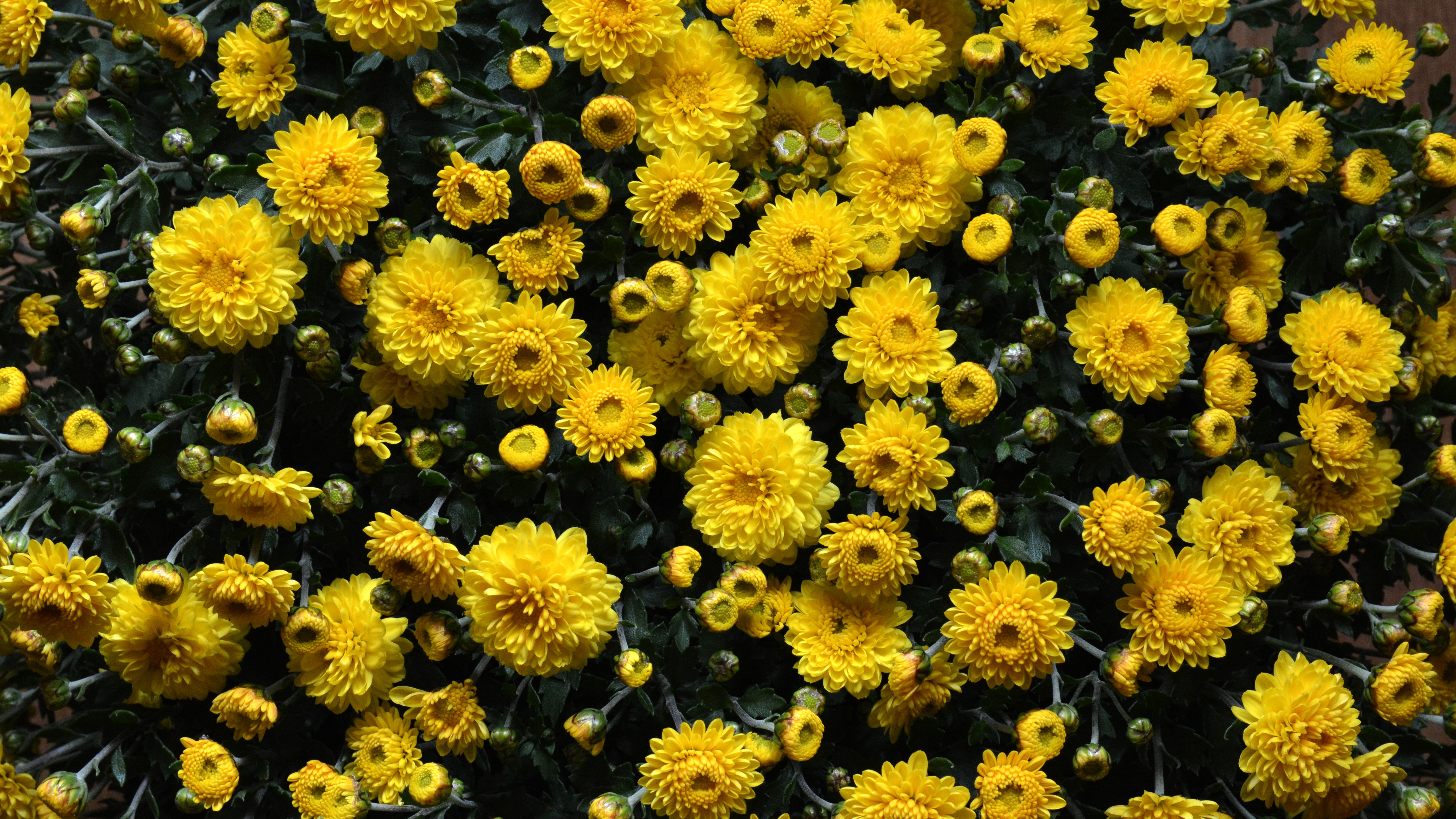 106212 Bildschirmschoner und Hintergrundbilder Chrysantheme auf Ihrem Telefon. Laden Sie blumenbeet, blumen Bilder kostenlos herunter