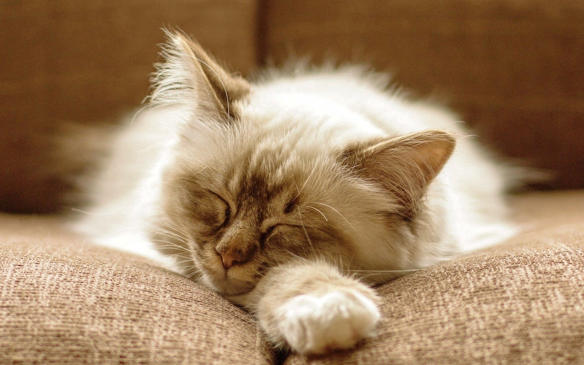 Laden Sie das Tiere, Der Kater, Katze, Flauschige, Schnauze, Schlafen, Traum-Bild kostenlos auf Ihren PC-Desktop herunter