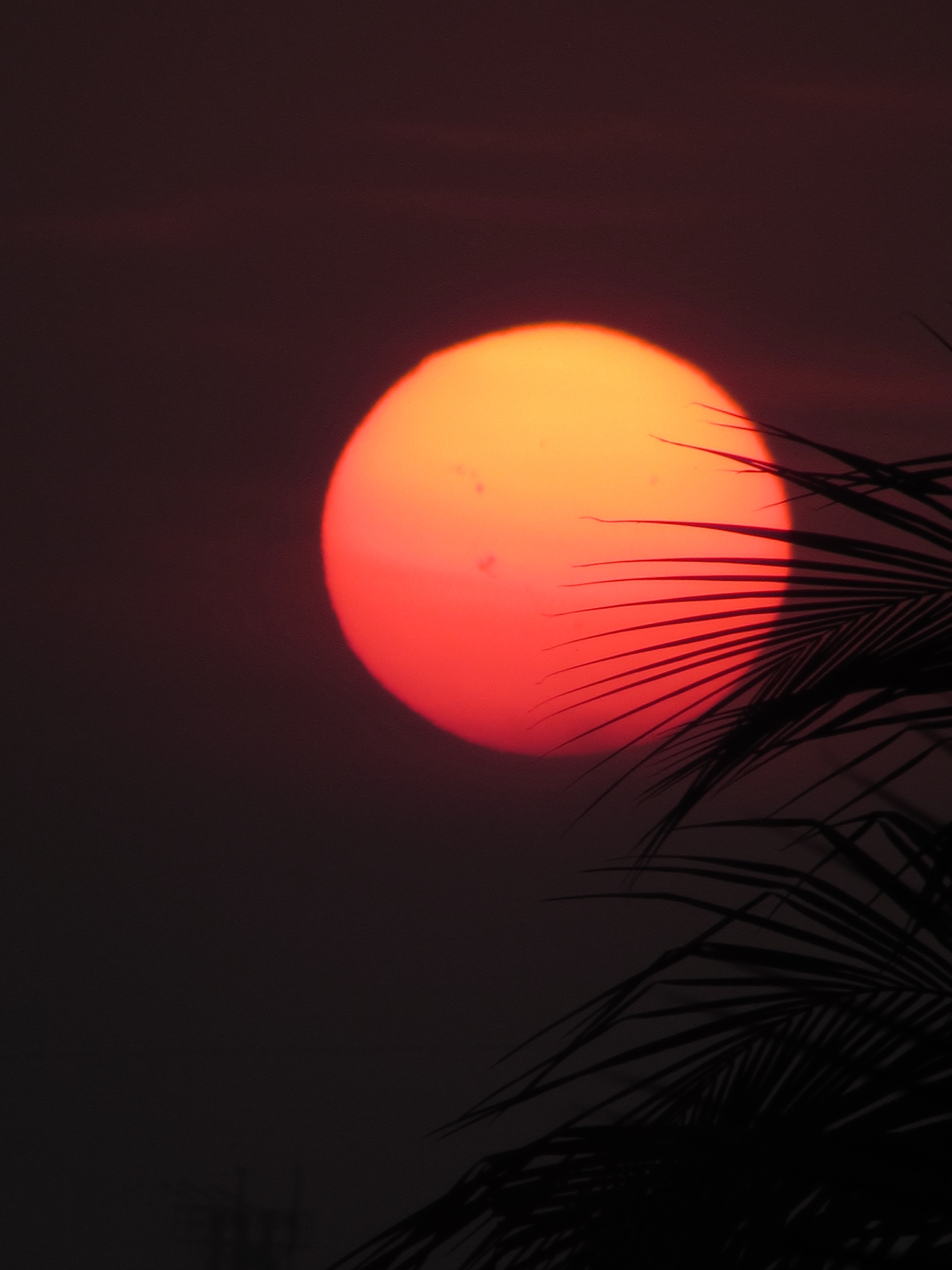 sun, sunset, leaves, red, dark, palm 4K
