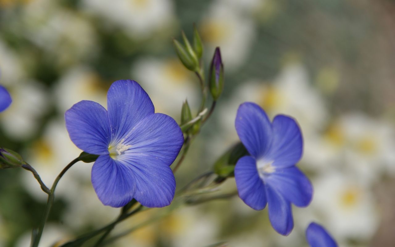Download mobile wallpaper: Violet, Flowers, Plants, free. 44349.