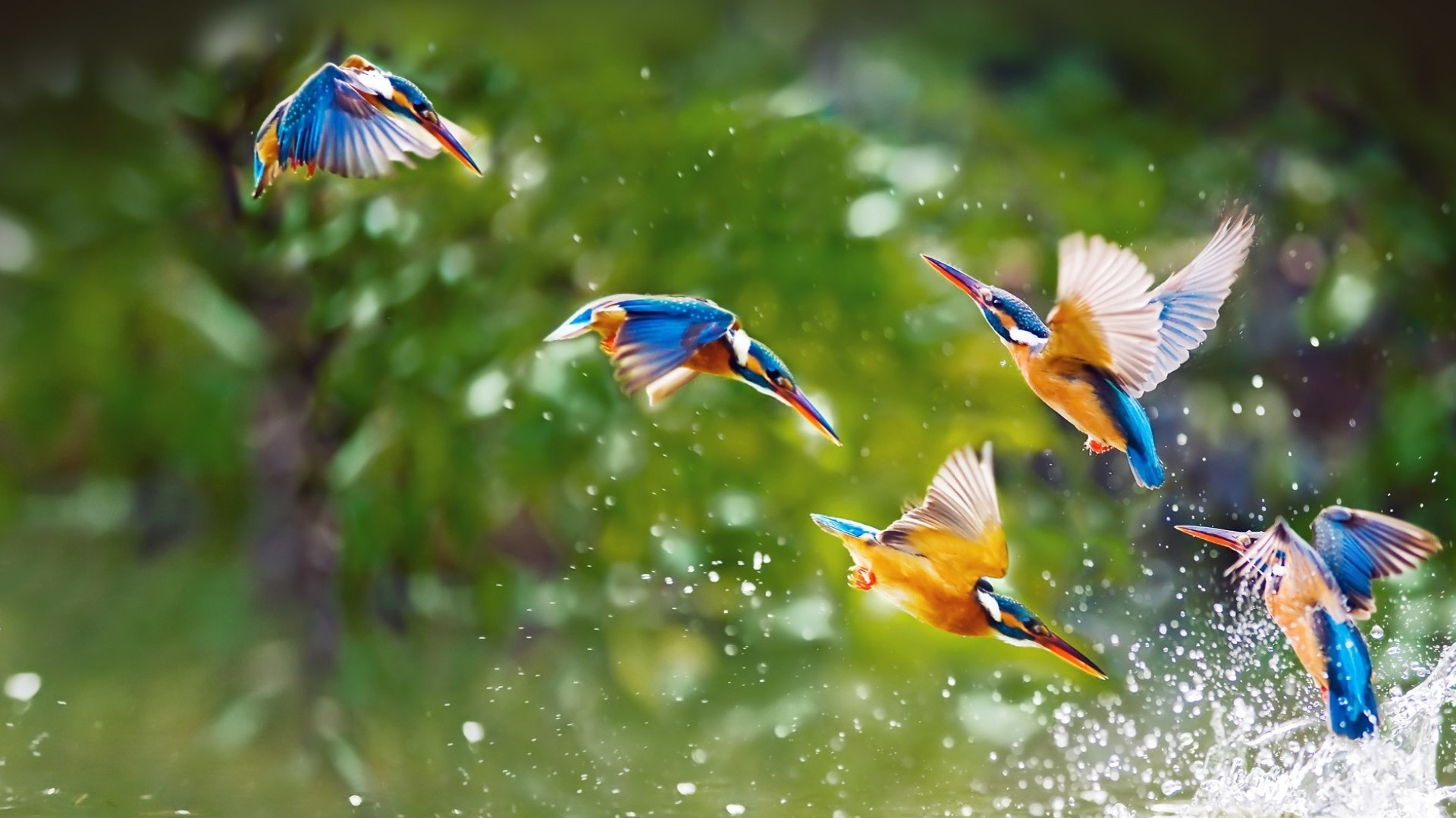 animal, kingfisher, bird, flight, steep dive, birds HD wallpaper