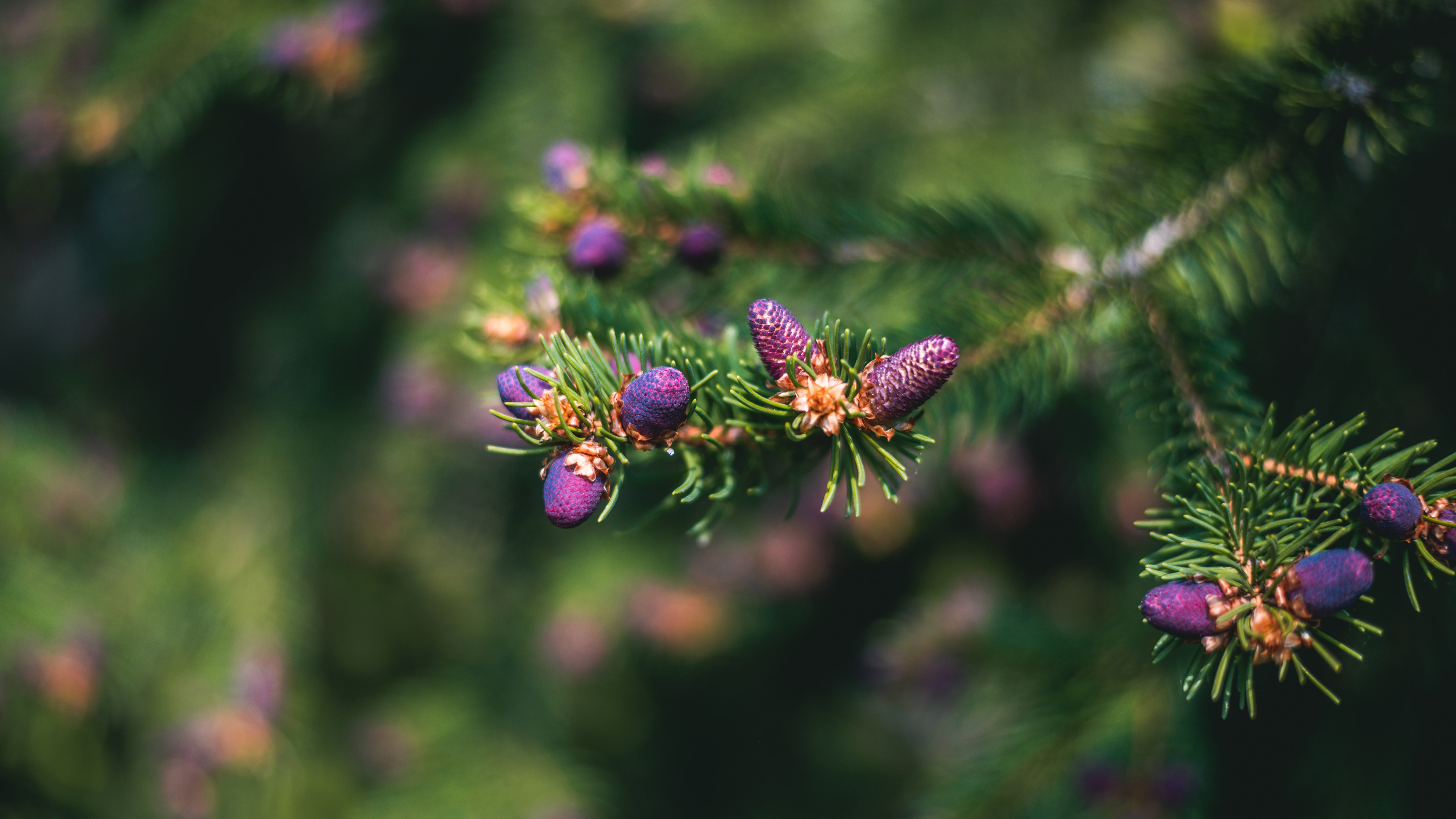 blur, earth, branch, spruce cone