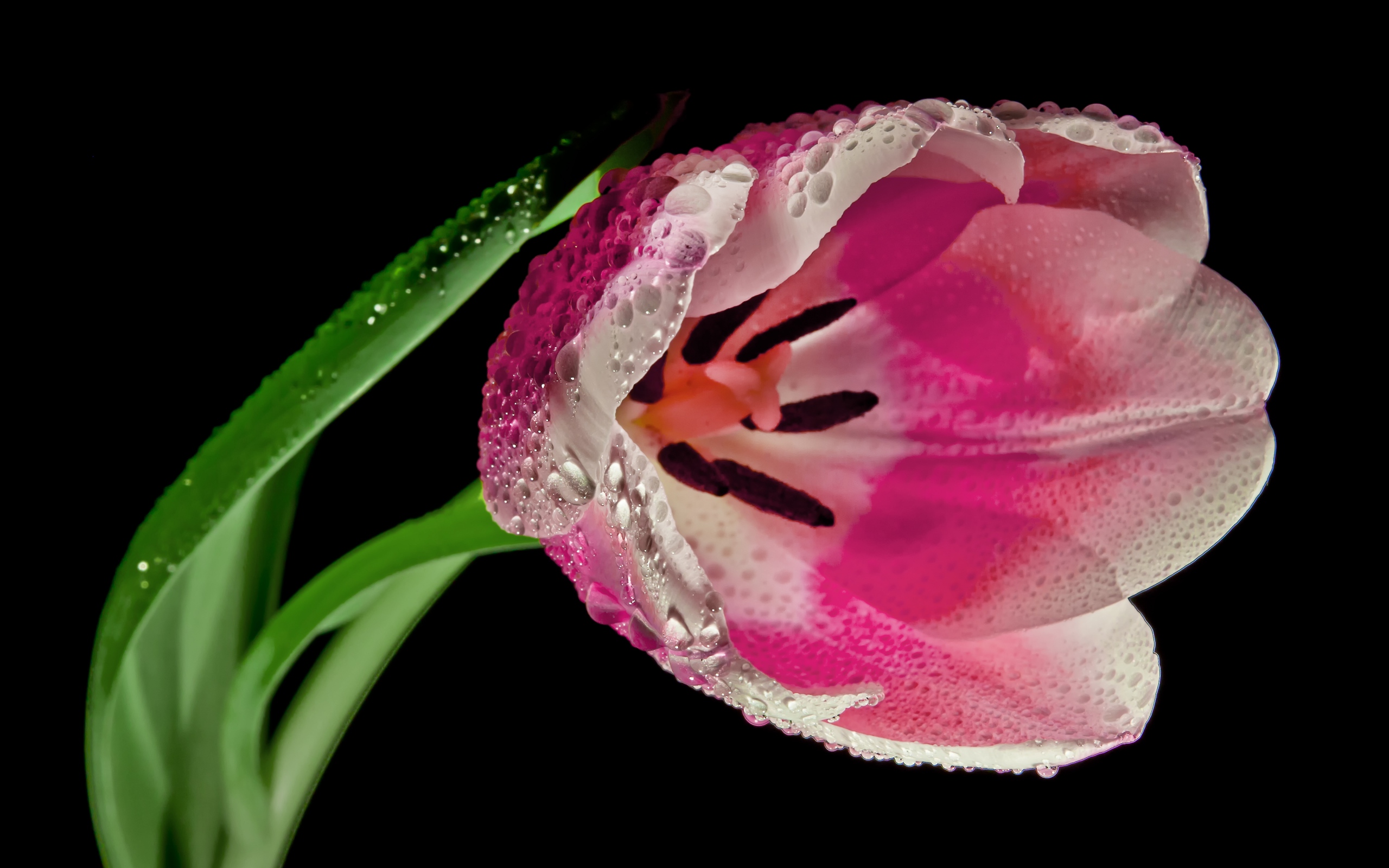 desktop and mobile earth, flowers, tulip, macro