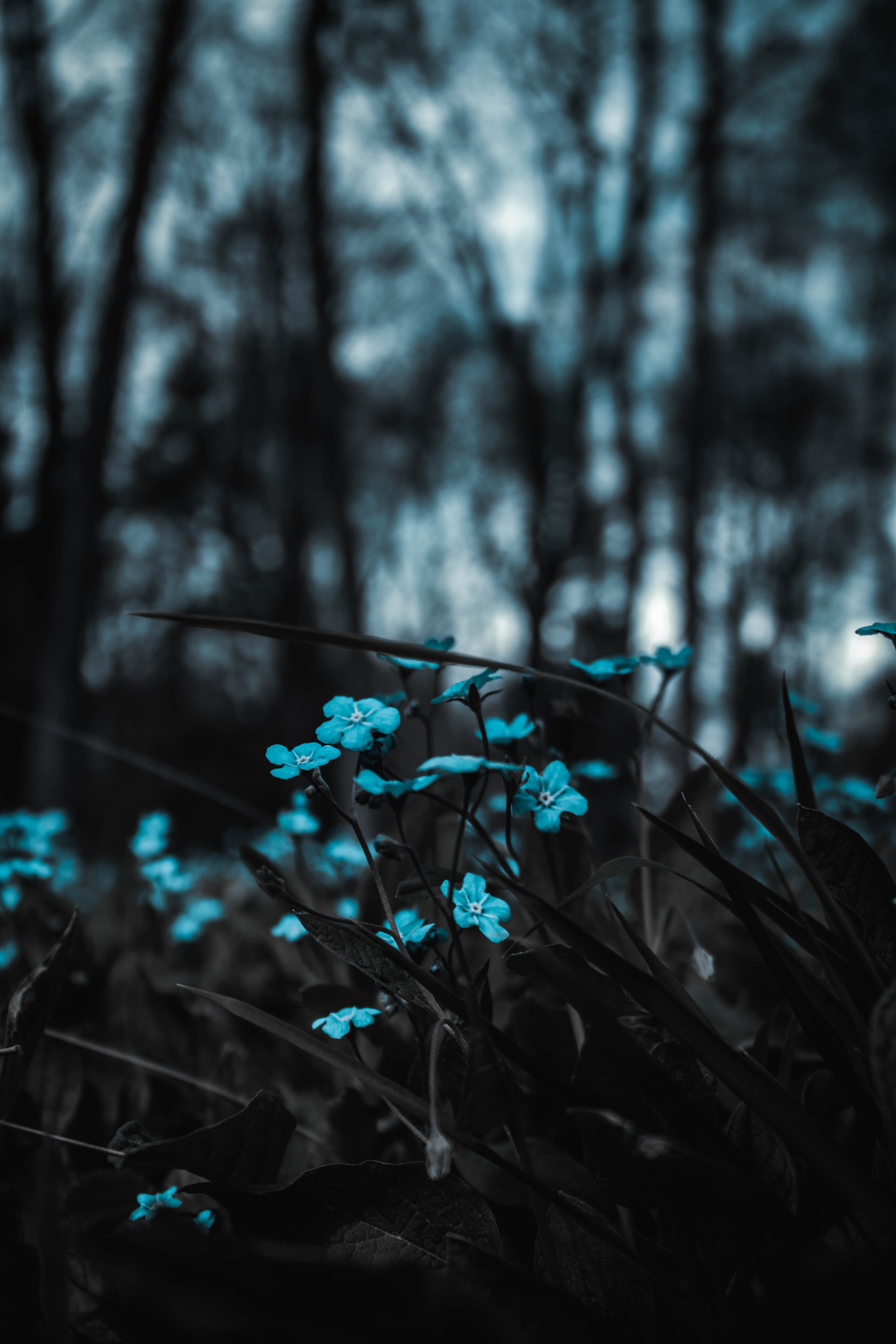 vertical wallpaper blur, smooth, field, flowers, blue