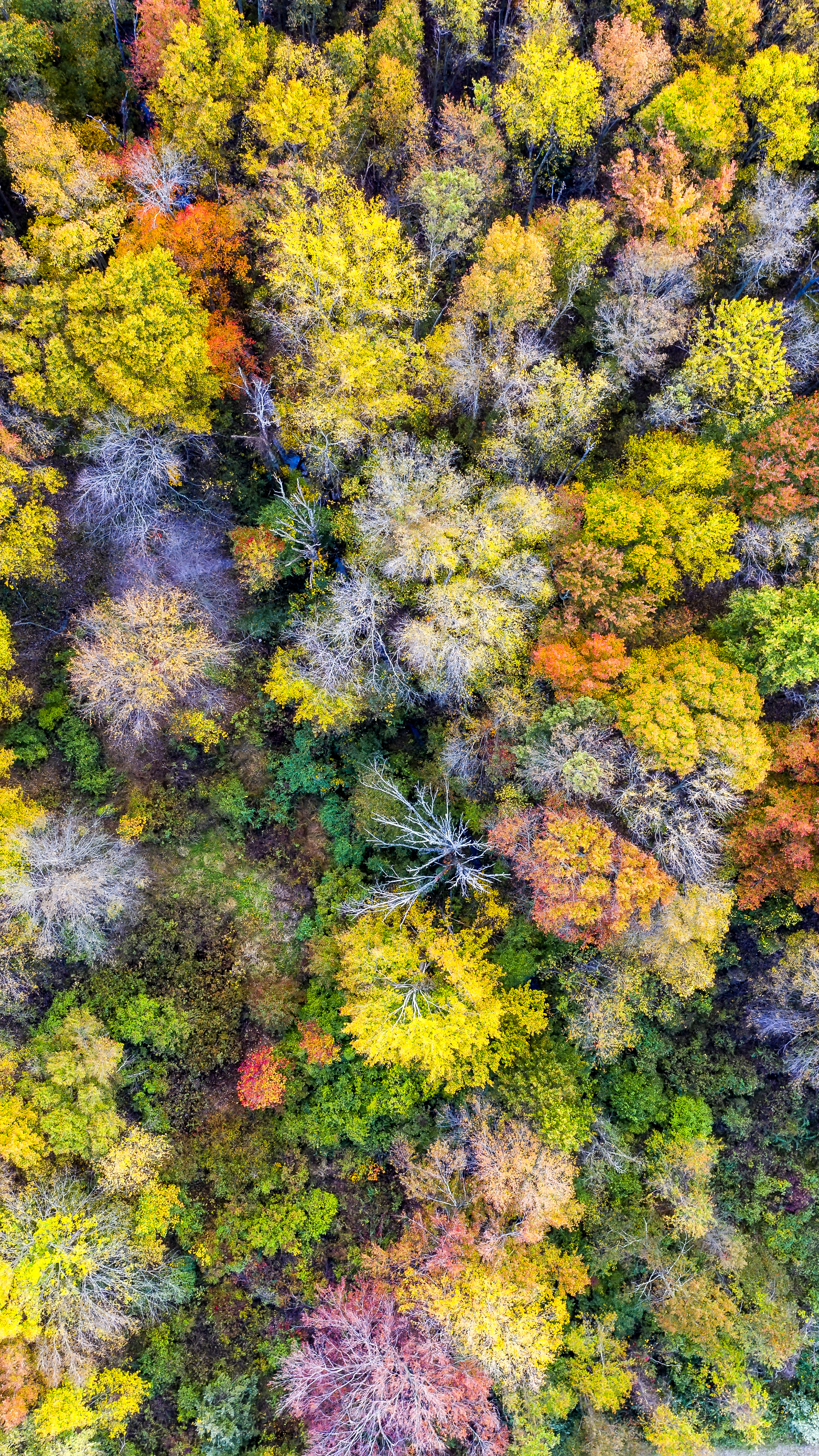 view from above, nature, trees, forest wallpaper for mobile