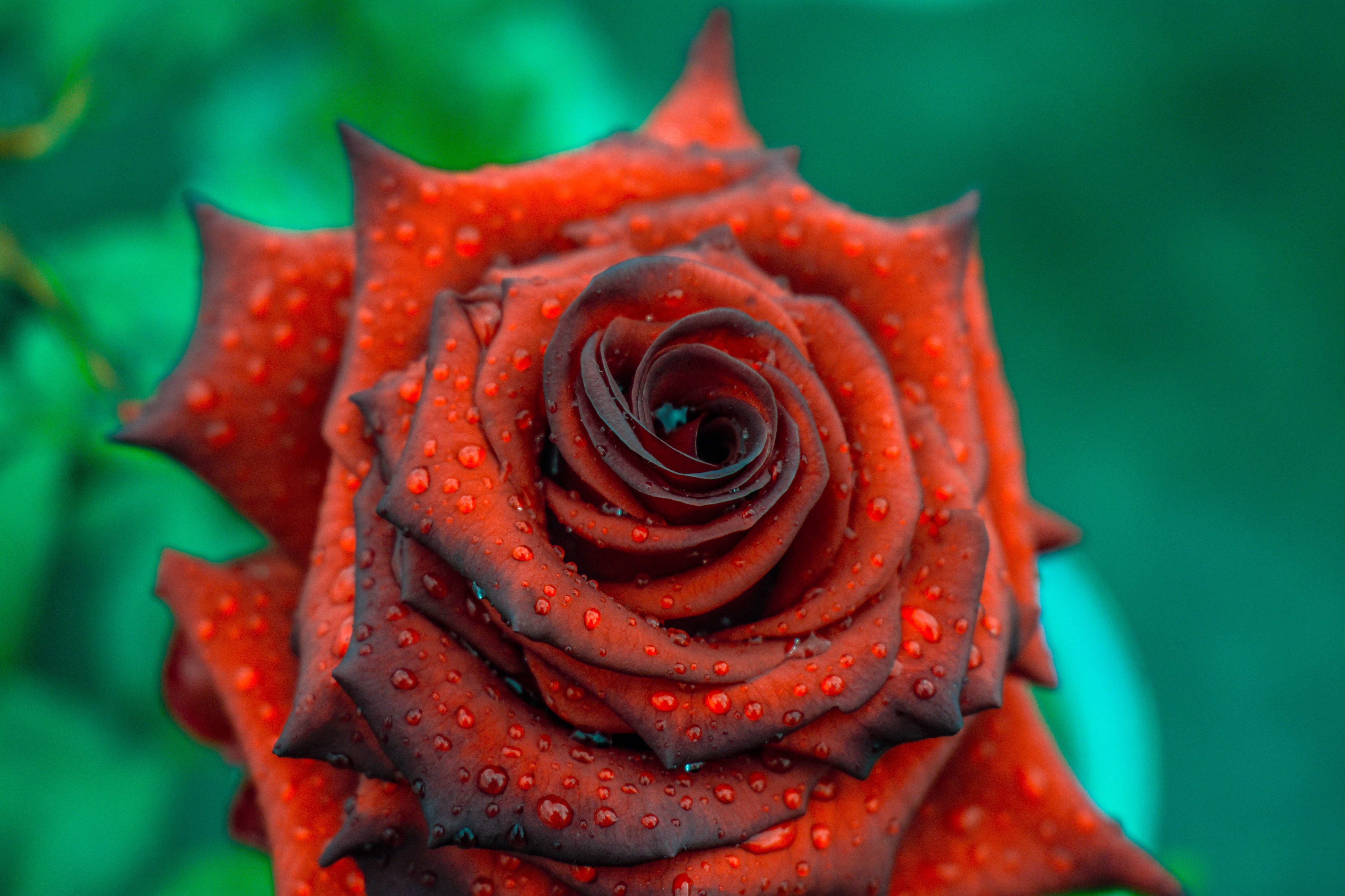 drops, red, rose flower, flowers, rose, petals, bud 8K