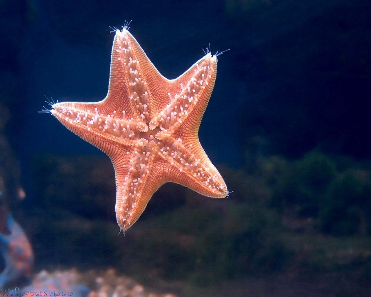 Ultra HD 4K animals, starfish, underwater world, sea