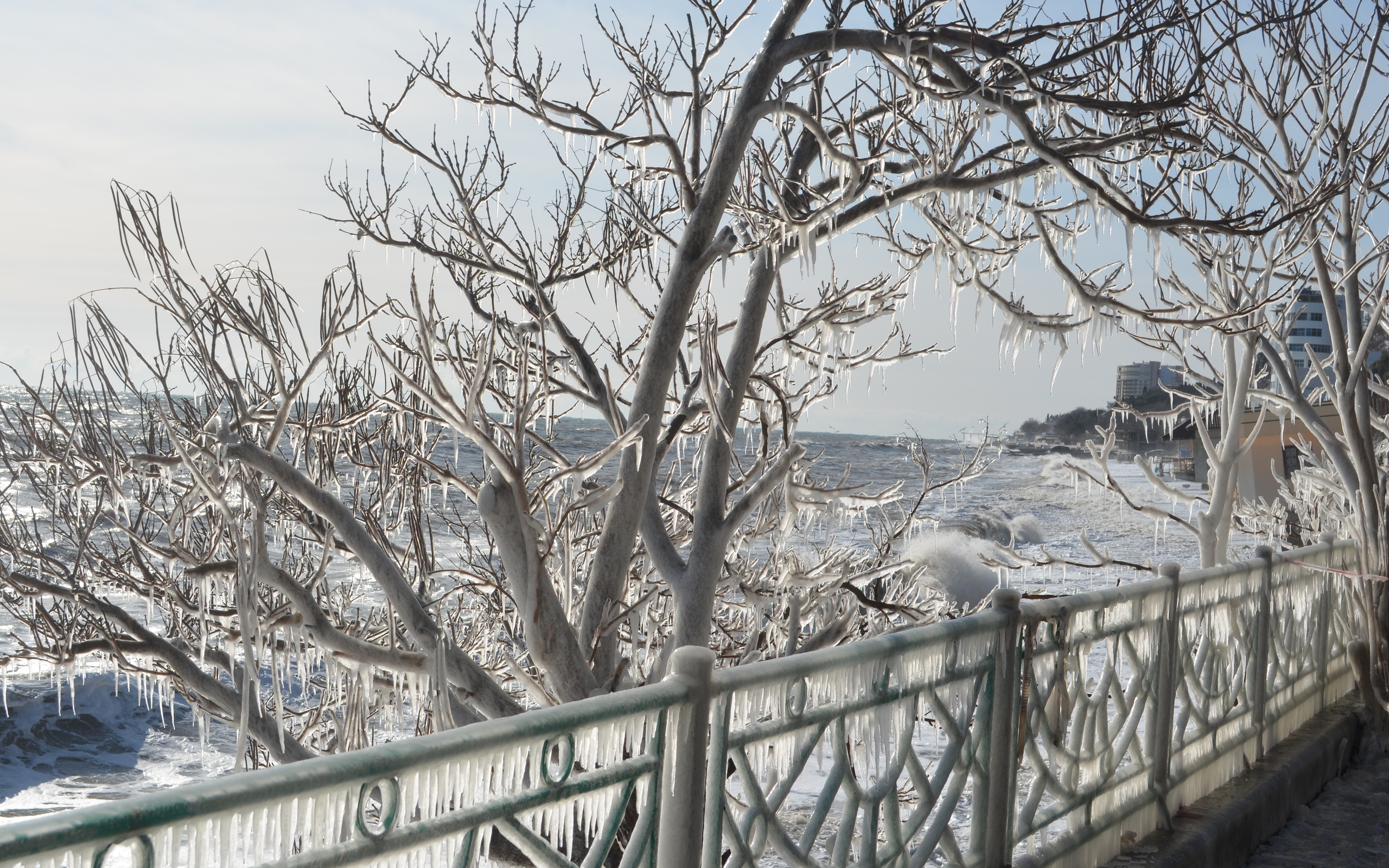 Зимой Крым деревья