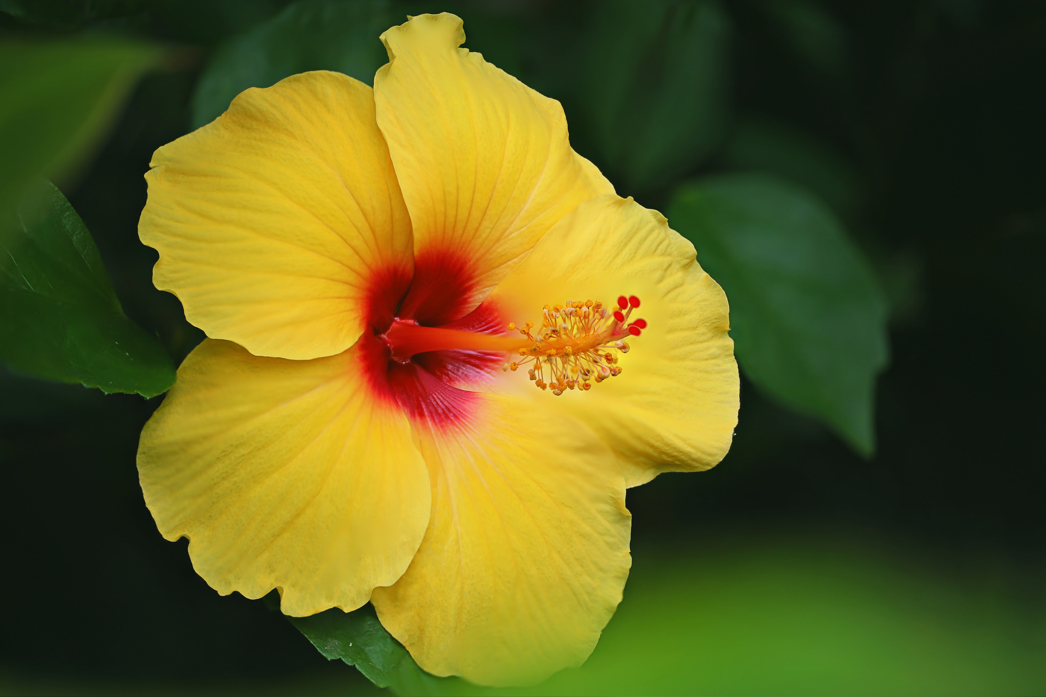  Hibiscus HD Android Wallpapers