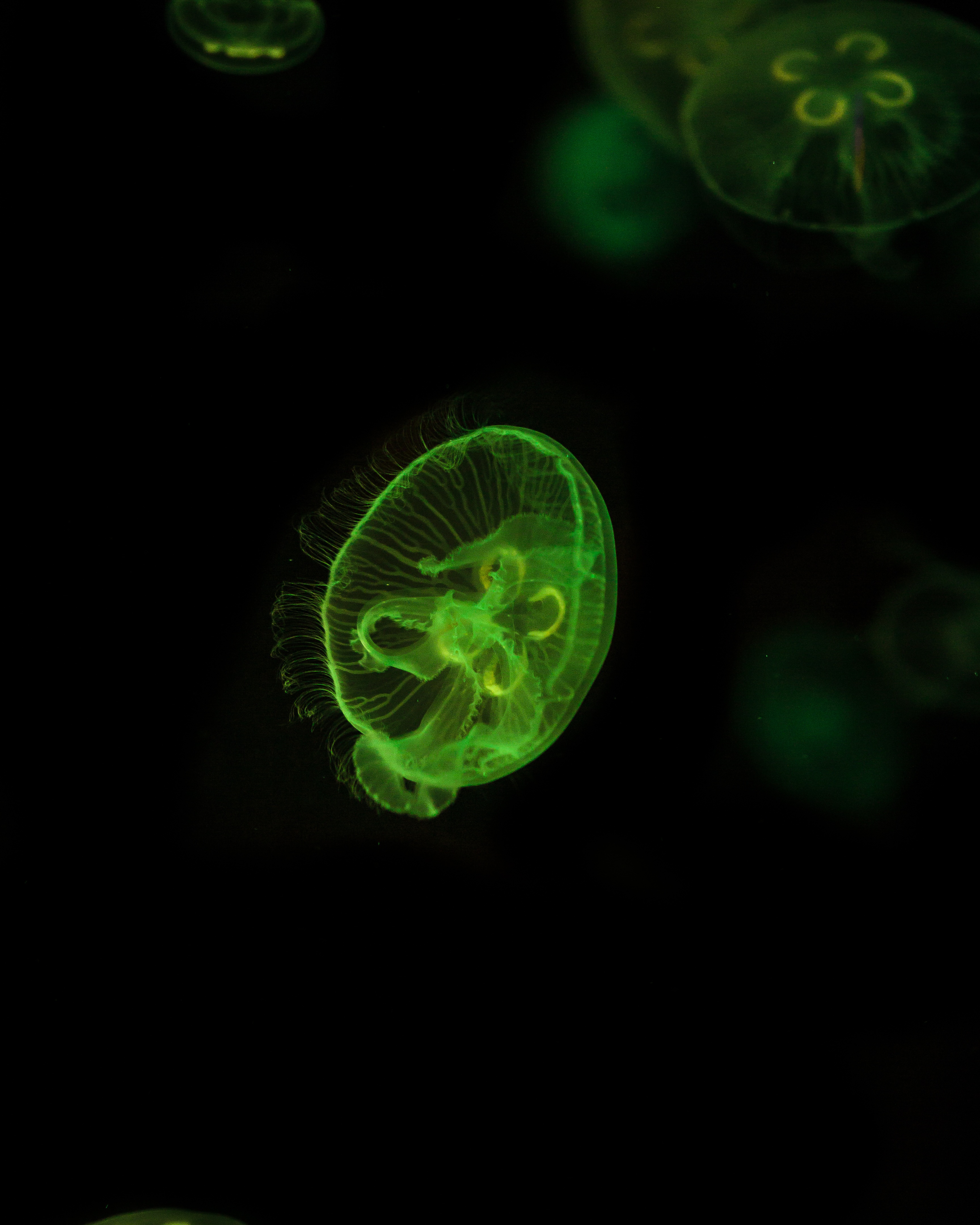 Cool HD Wallpaper underwater world, jellyfish, glow, green