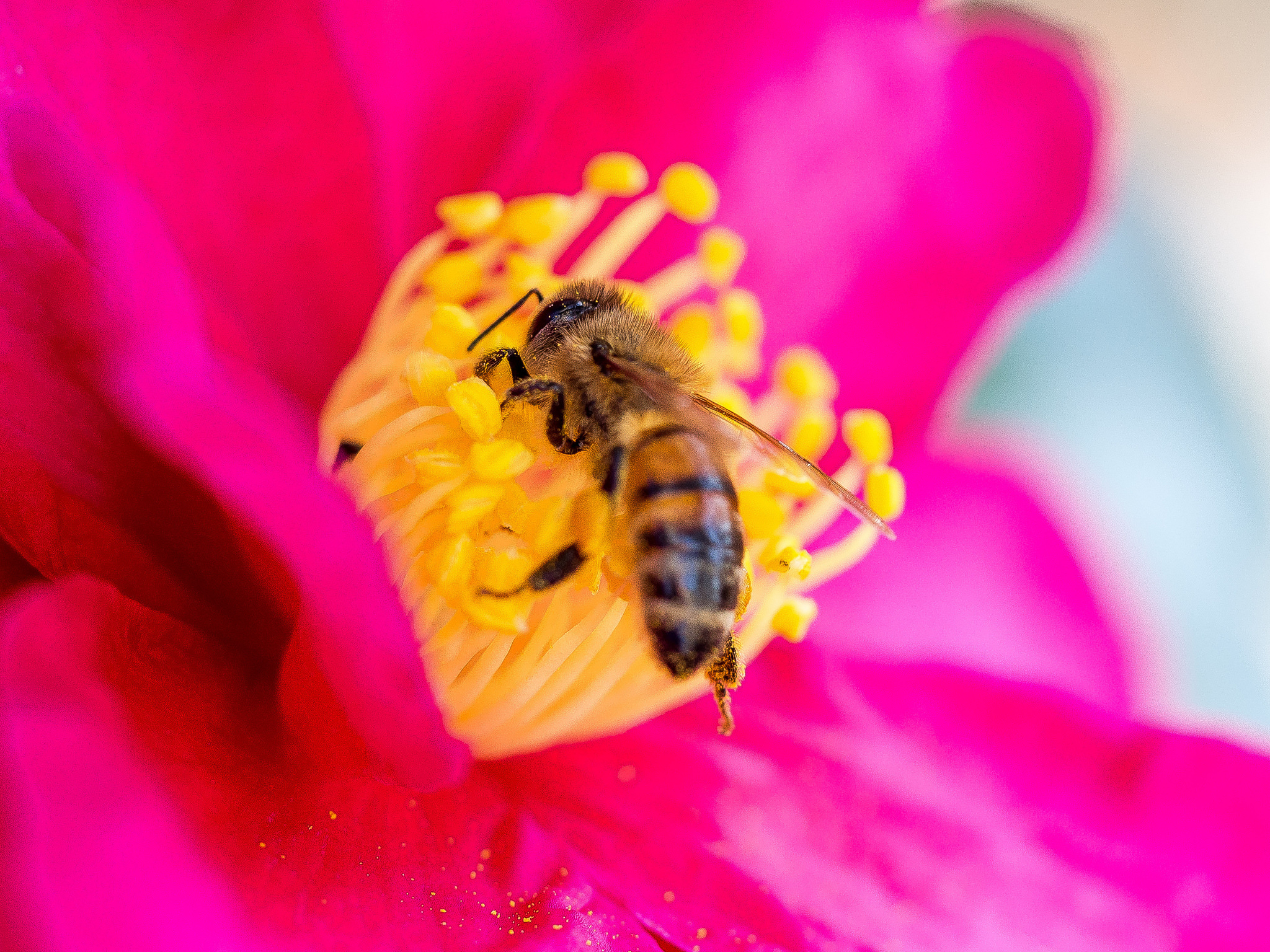 75133 download wallpaper flower, macro, petals, bee, pollen screensavers and pictures for free