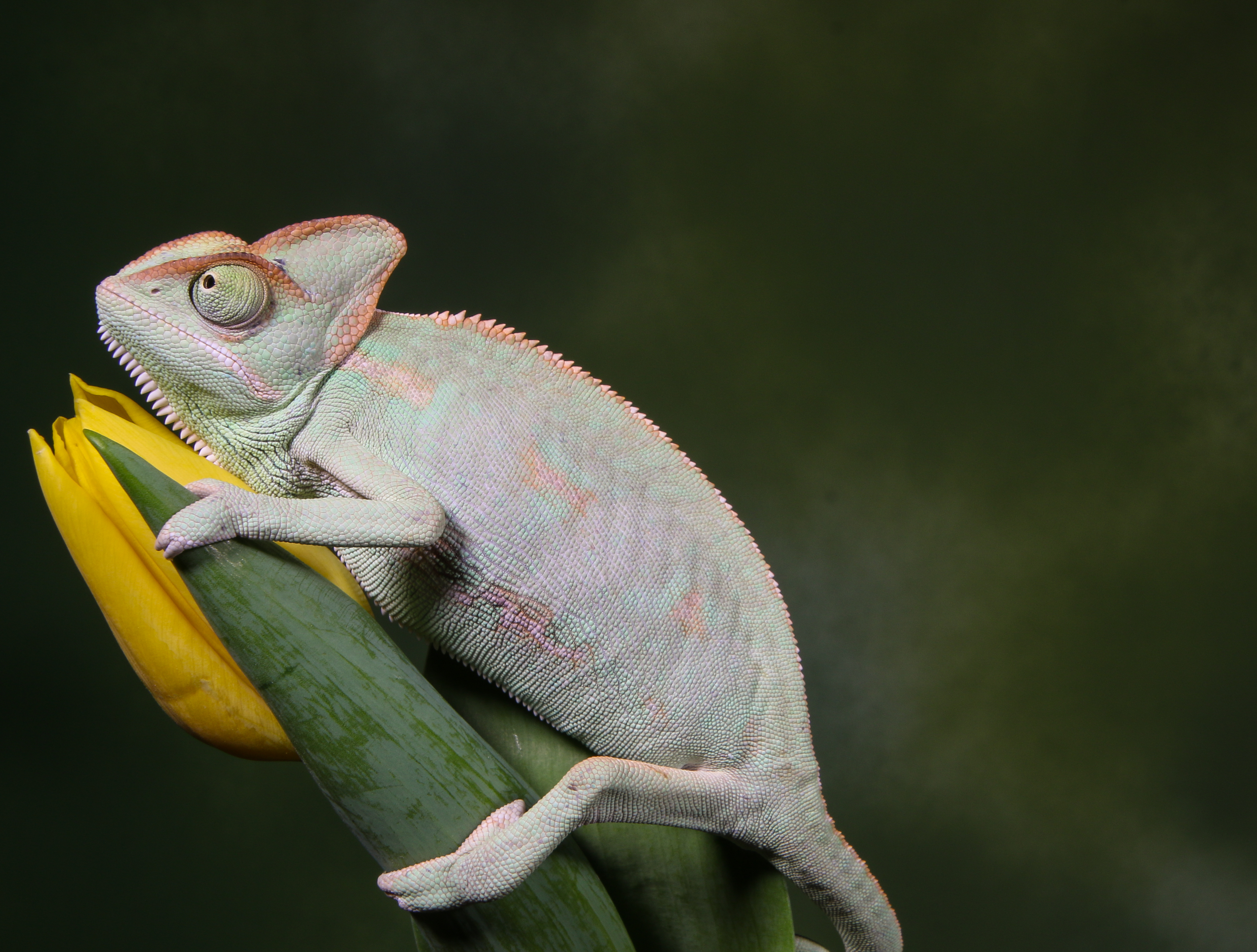 Laden Sie das Tiere, Blume, Reptil, Reptile, Chamäleon, Tulip, Tulpe-Bild kostenlos auf Ihren PC-Desktop herunter