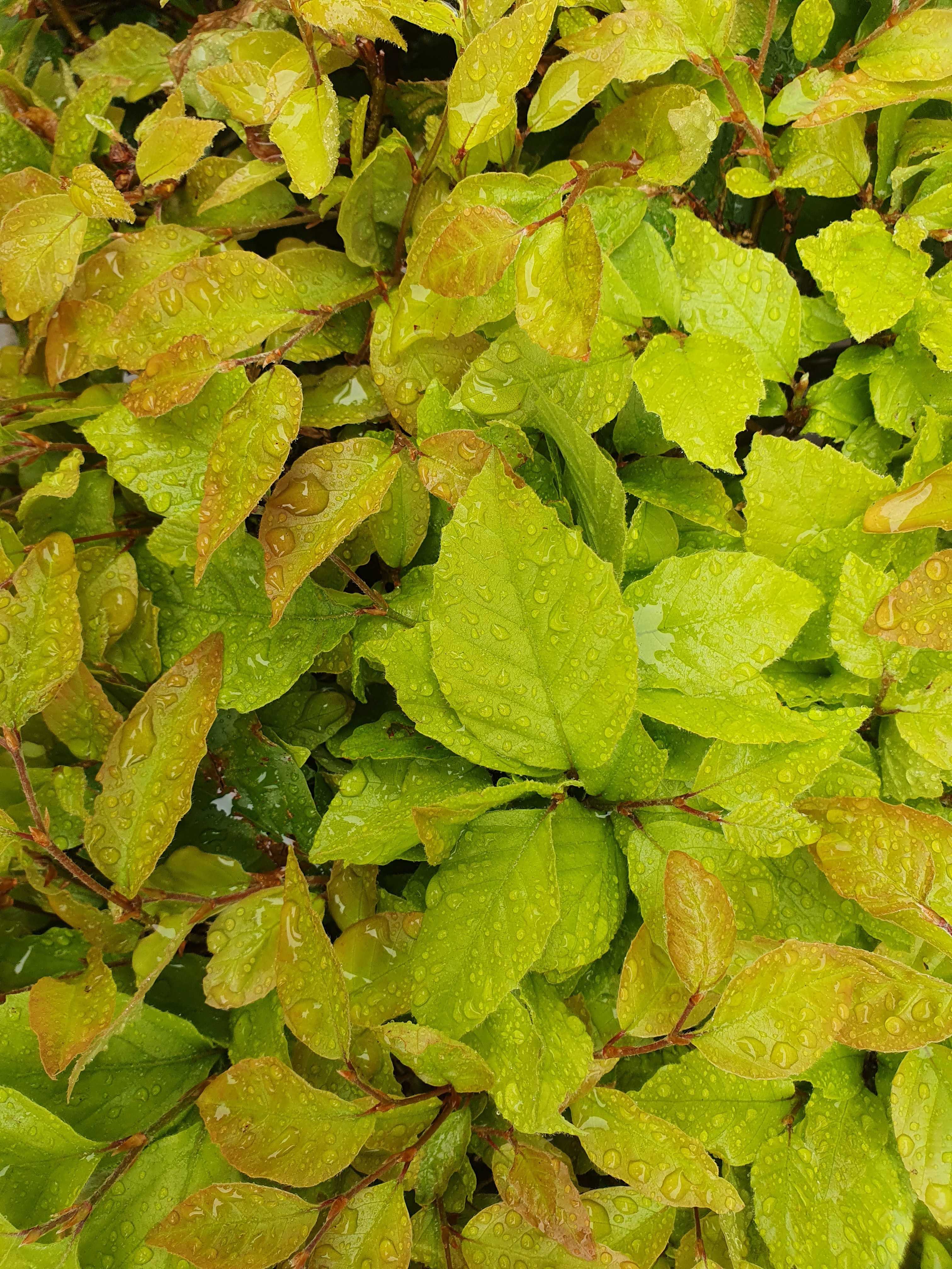 Download mobile wallpaper Drops, Nature, Bush, Wet, Leaves for free.