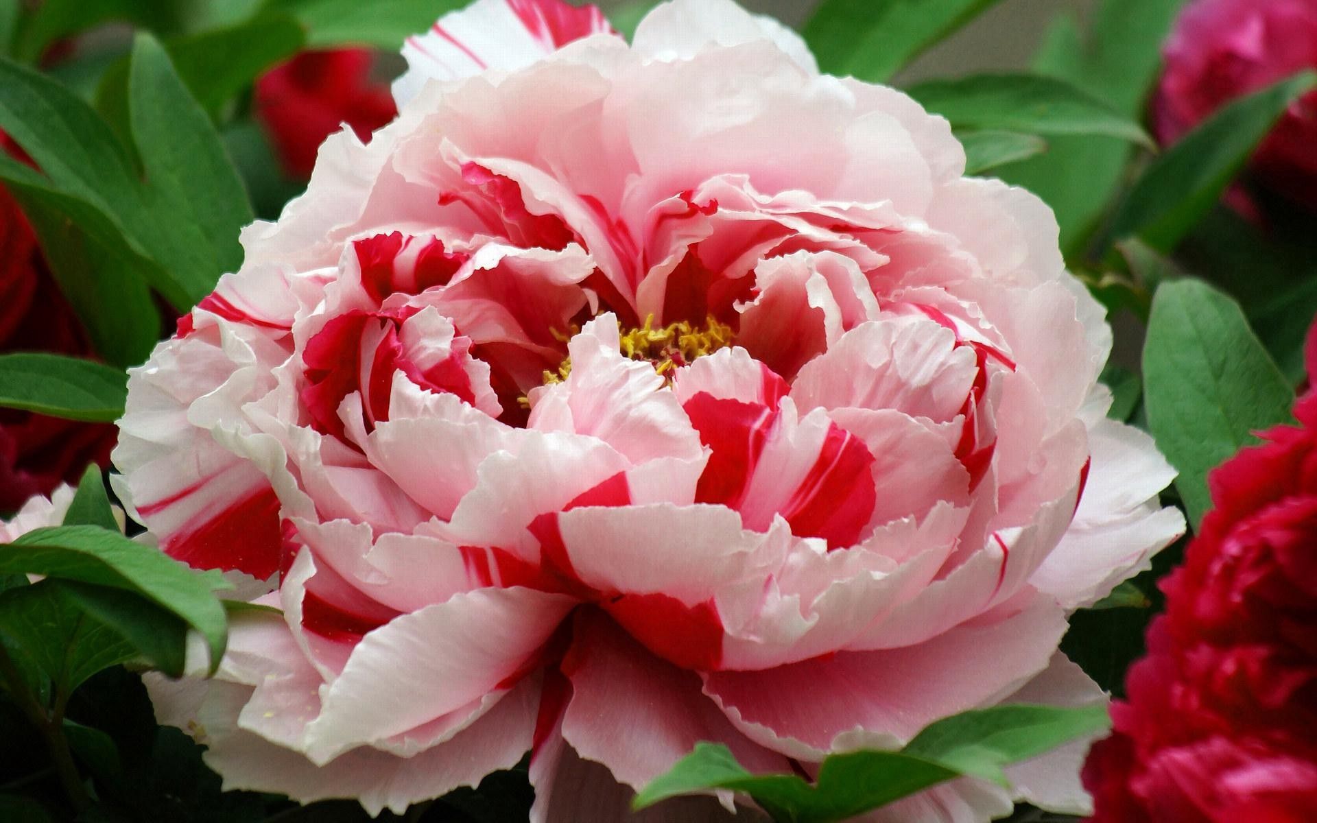 Laden Sie das Blume, Verschiedenes, Sonstige, Blütenblätter, Knospe, Bud, Gestreift-Bild kostenlos auf Ihren PC-Desktop herunter
