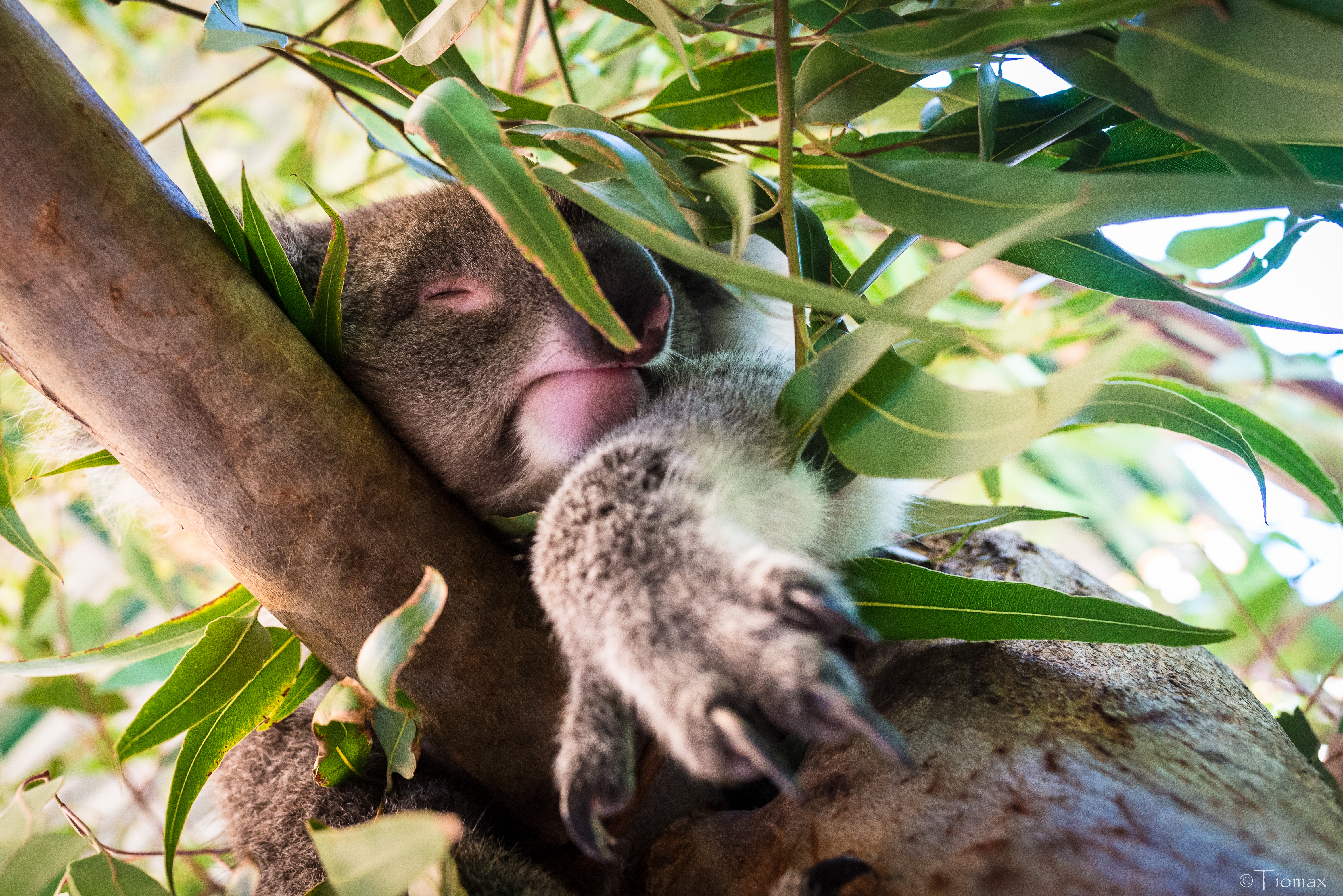 91493 Bildschirmschoner und Hintergrundbilder Koala auf Ihrem Telefon. Laden Sie traum, schlafen, tiere, holz Bilder kostenlos herunter