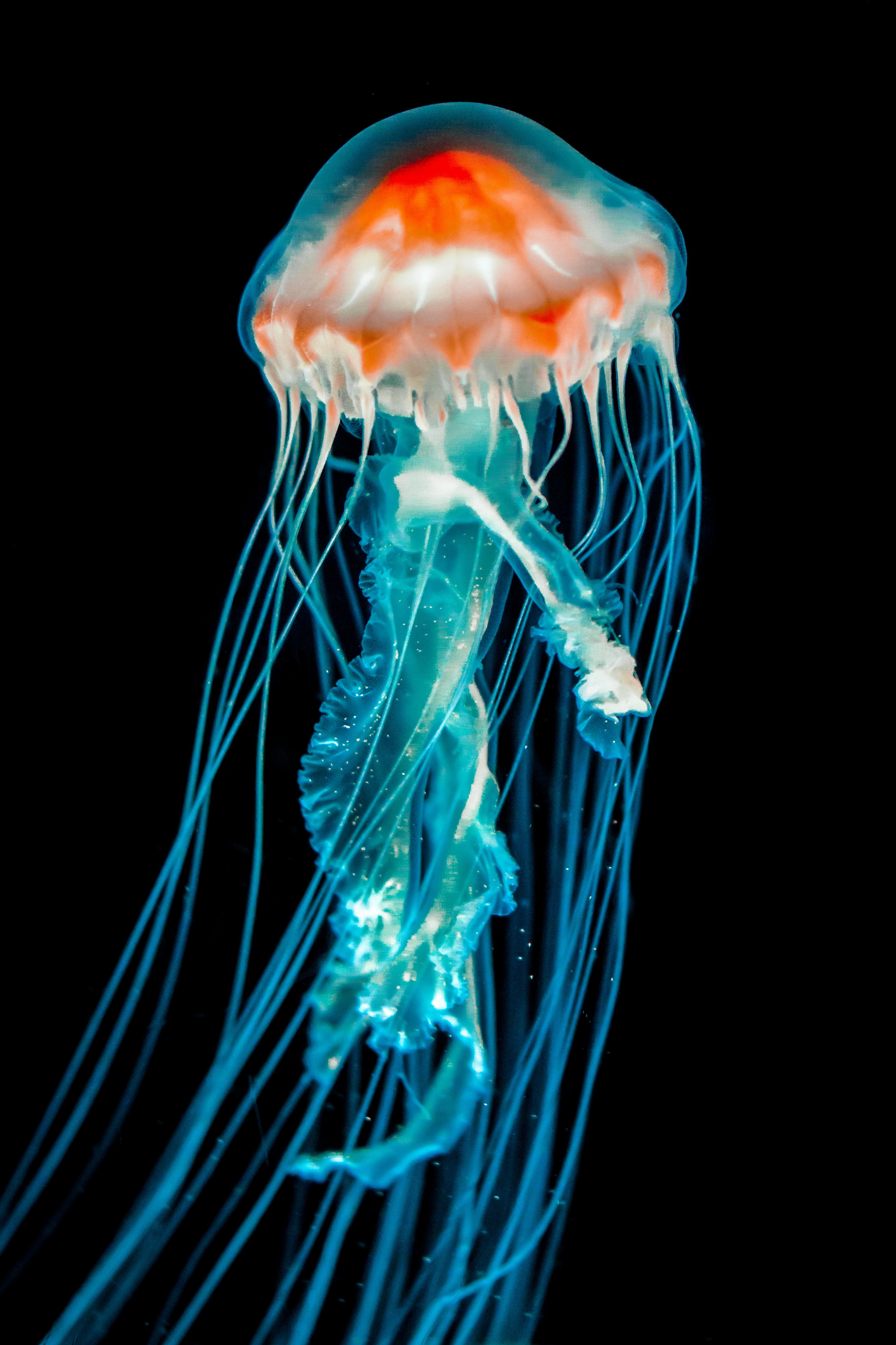 jellyfish, dark, animals, black, underwater world, tentacle cellphone
