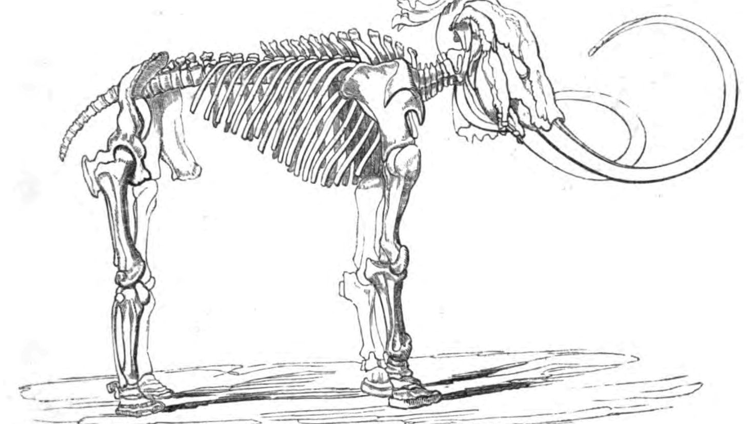 Скелет мамонта раскраска