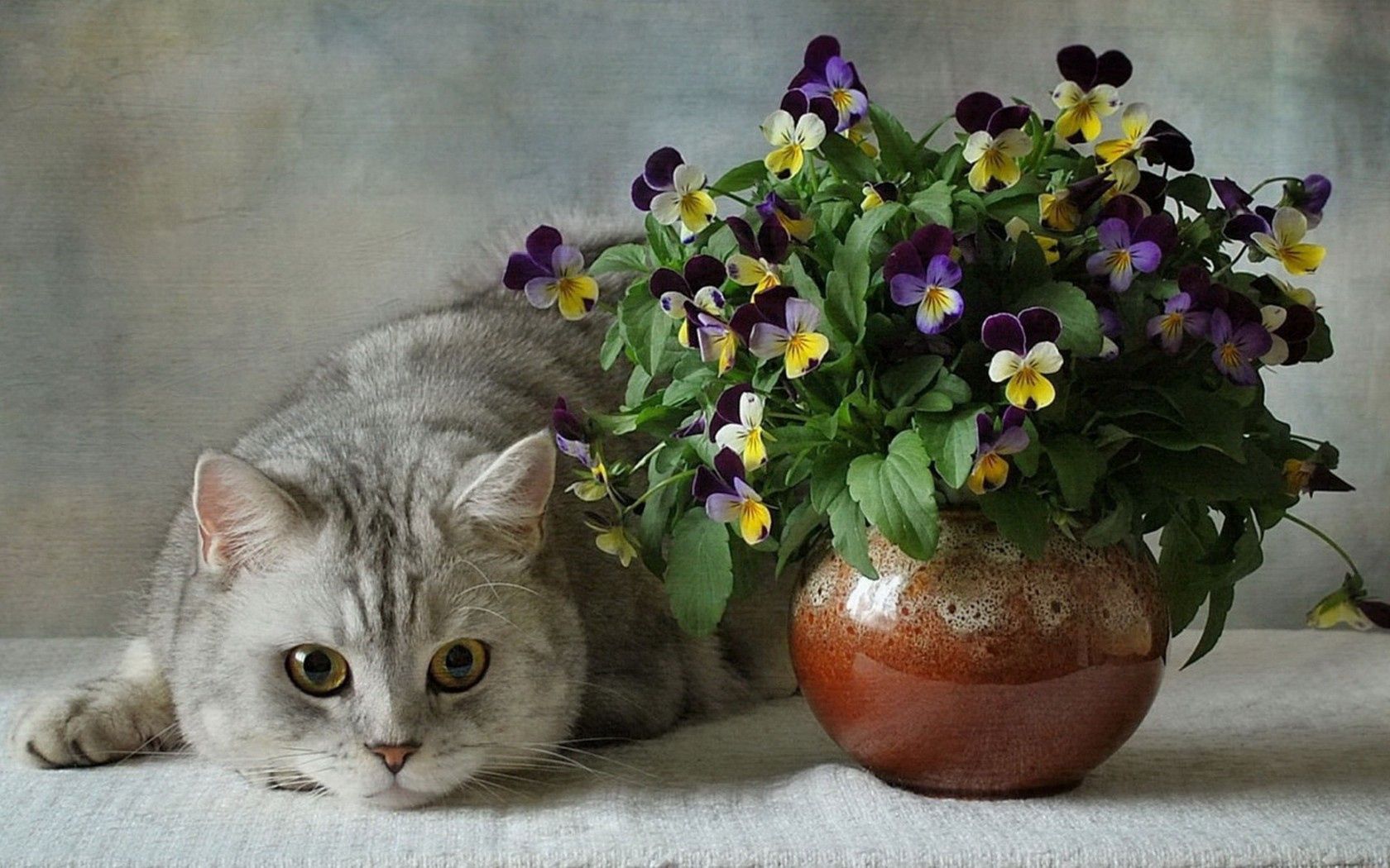 57193 download wallpaper animals, cats, flowers, pansies, blue, bouquet, vase, british, ceramics screensavers and pictures for free