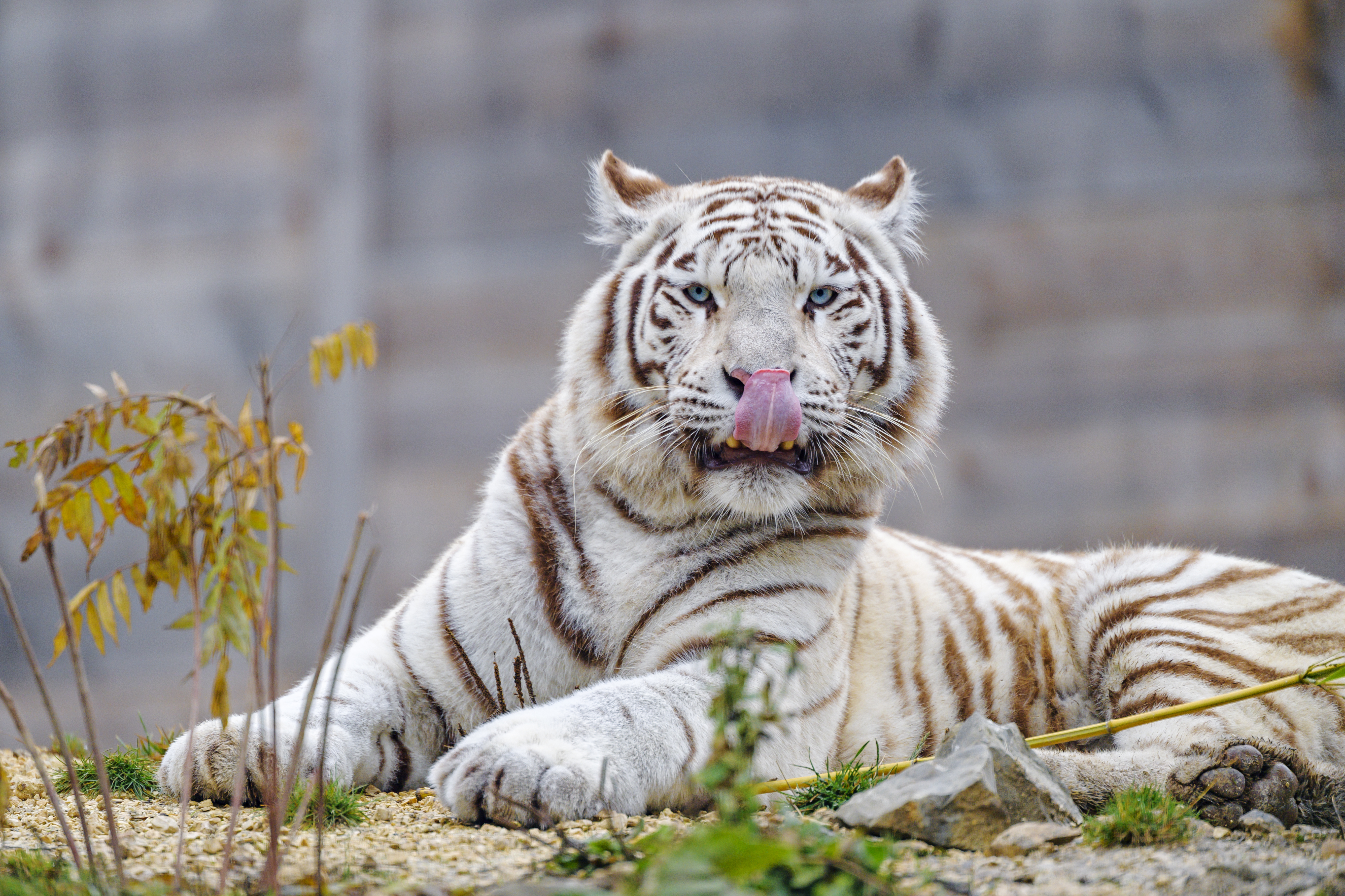 89601 скачать обои белый тигр, животные, хищник, большая кошка, тигр, высунутый язык - заставки и картинки бесплатно