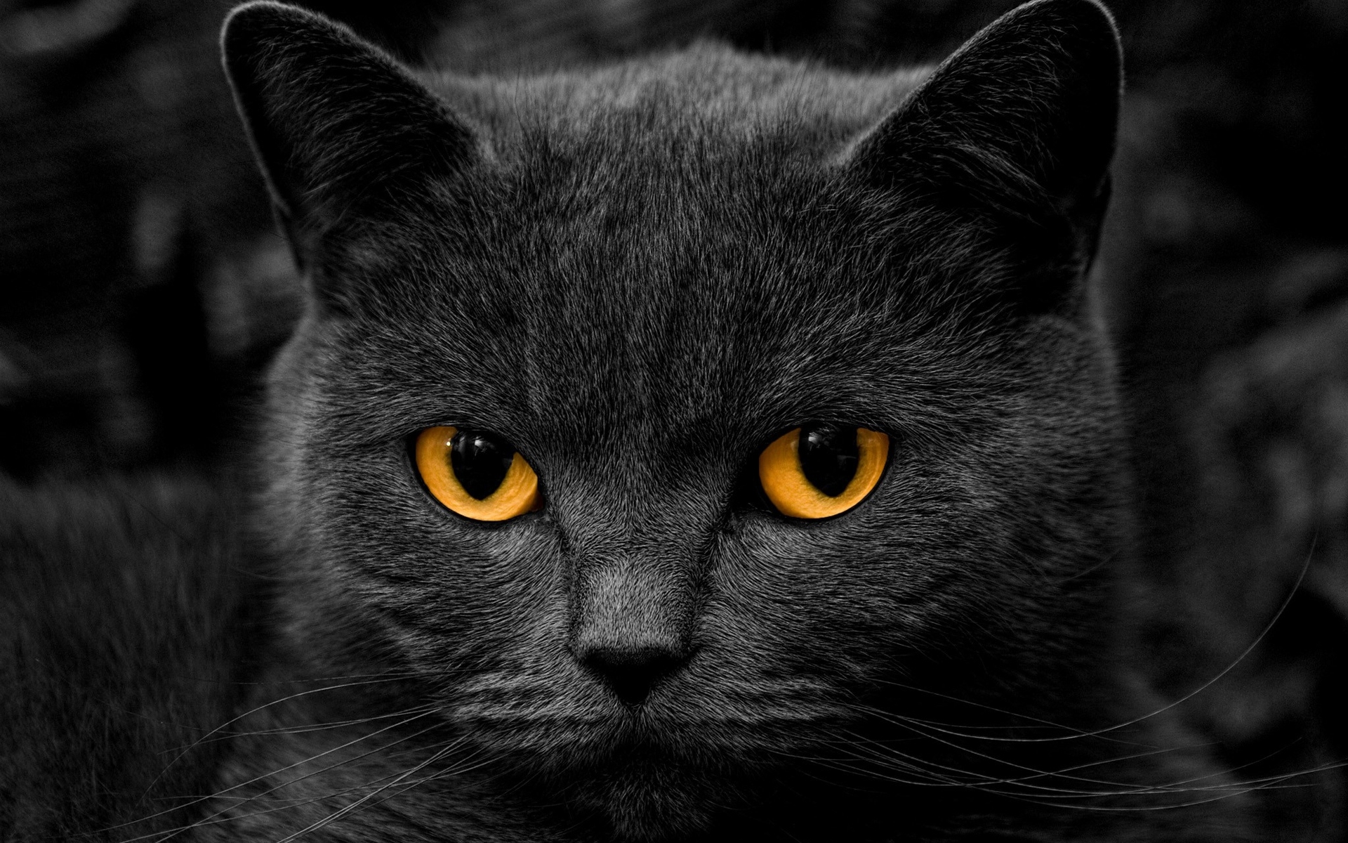 50162 Hintergrundbild herunterladen katzen, tiere, schwarz - Bildschirmschoner und Bilder kostenlos
