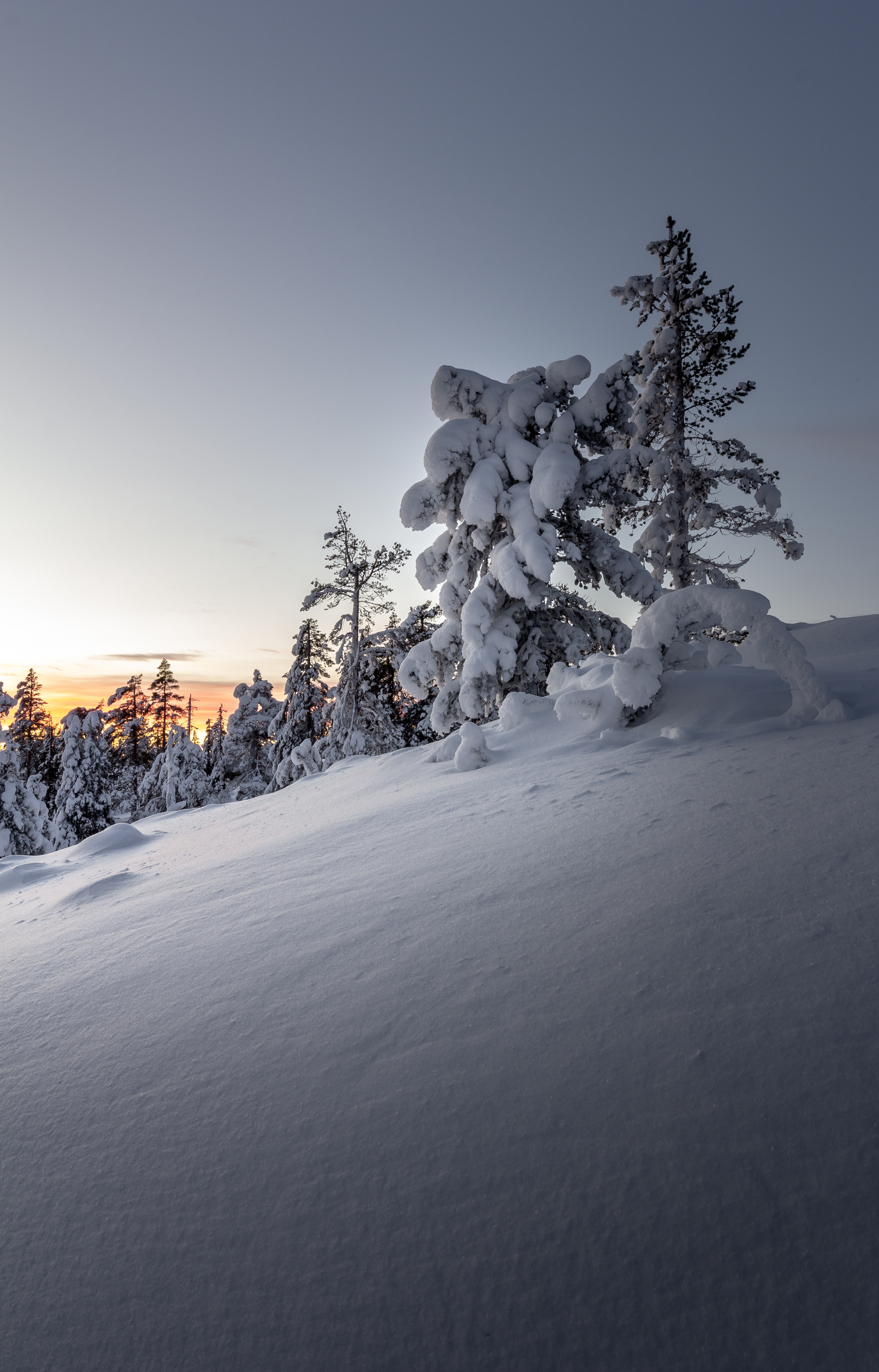 100818 Hintergrundbilder und Driftet Bilder auf dem Desktop. Laden Sie schneebedeckt, natur, bäume, schnee Bildschirmschoner kostenlos auf den PC herunter