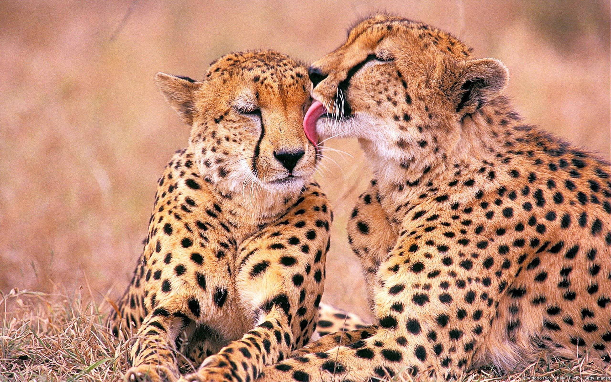 HD photos animals, family, tenderness