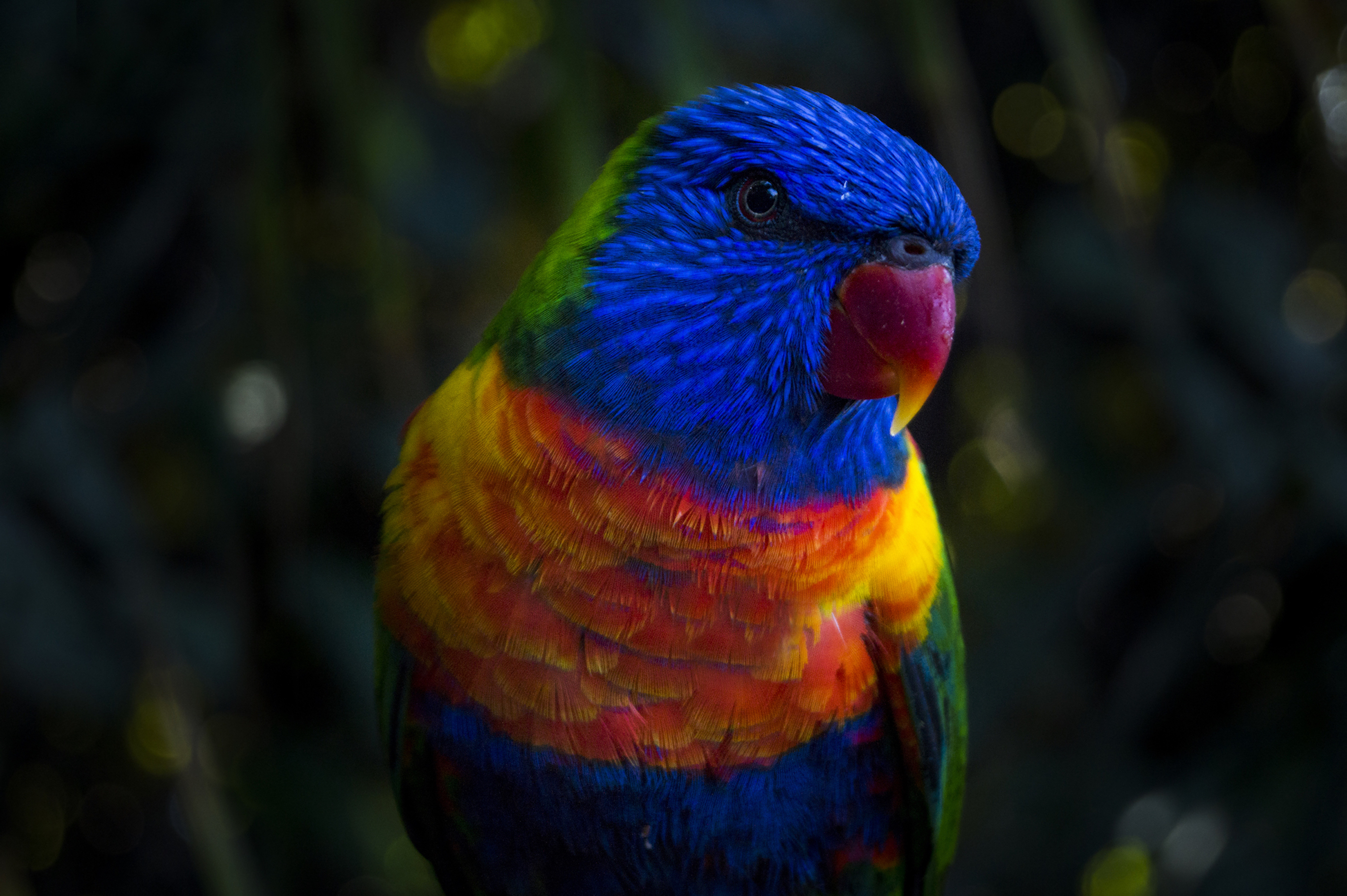 color, animals, parrots, multicolored, motley